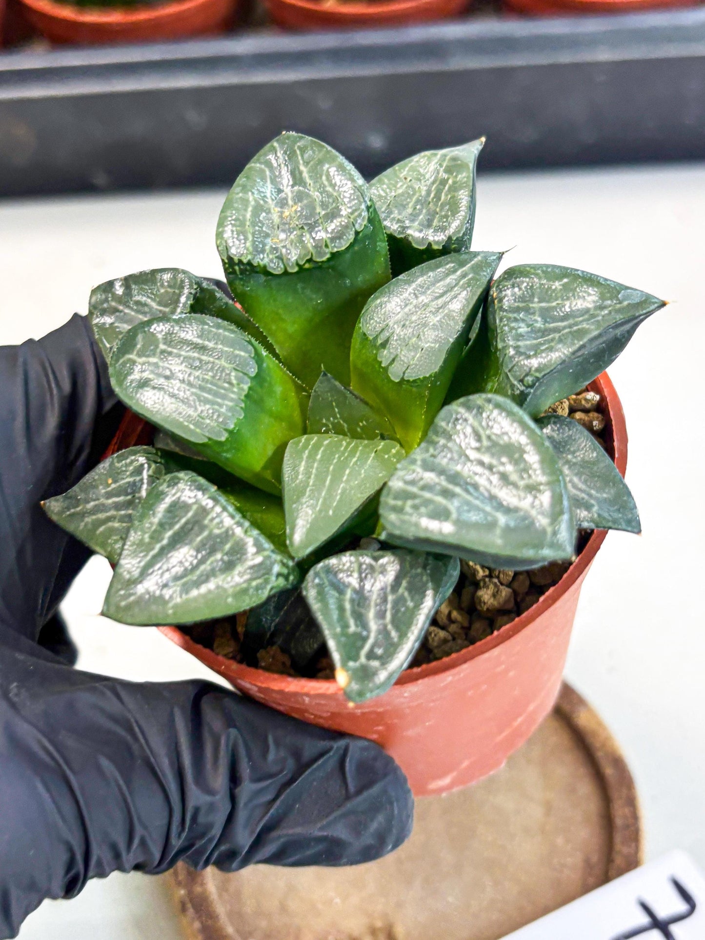 Haworthia Yueying (wa7) (r7) | Rare Import