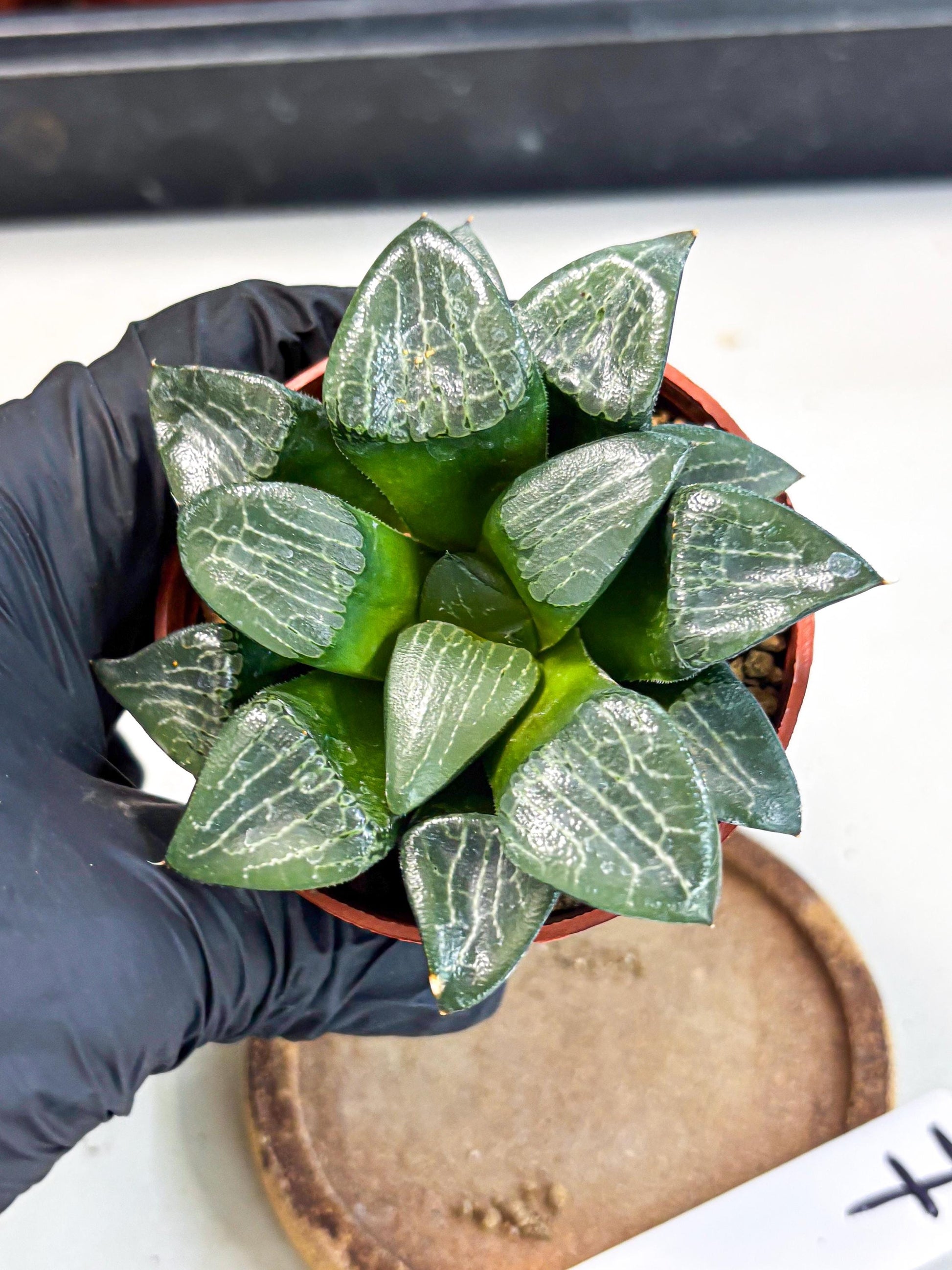 Haworthia Yueying (wa7) (r7) | Rare Import