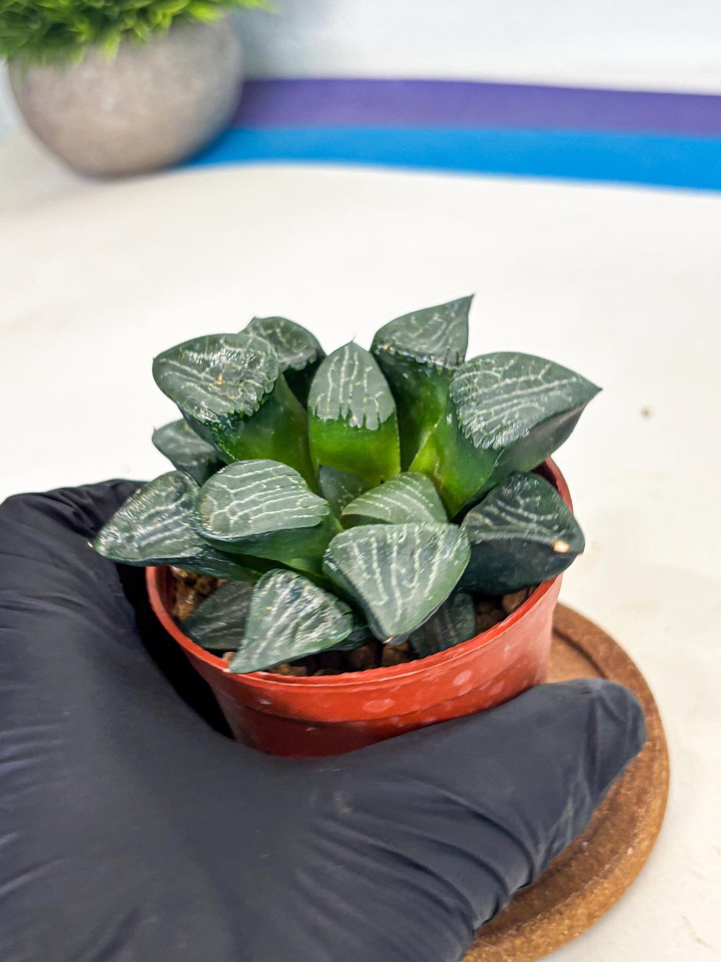 Haworthia Yueying (wa7) (r7) | Rare Import