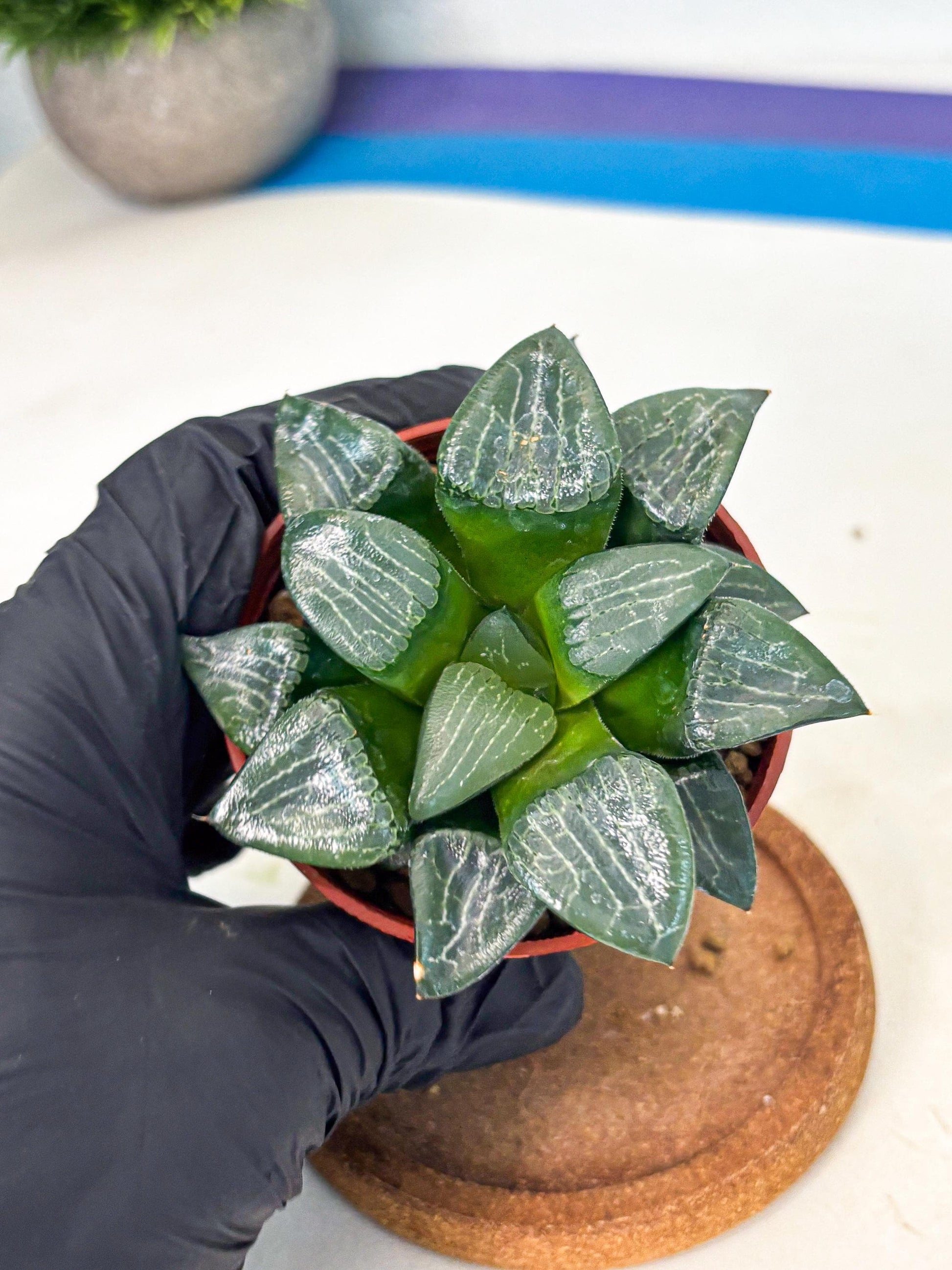 Haworthia Yueying (wa7) (r7) | Rare Import