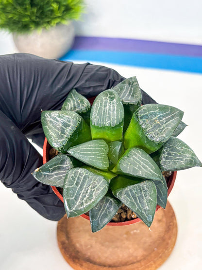 Haworthia Yueying (wa7) (r7) | Rare Import