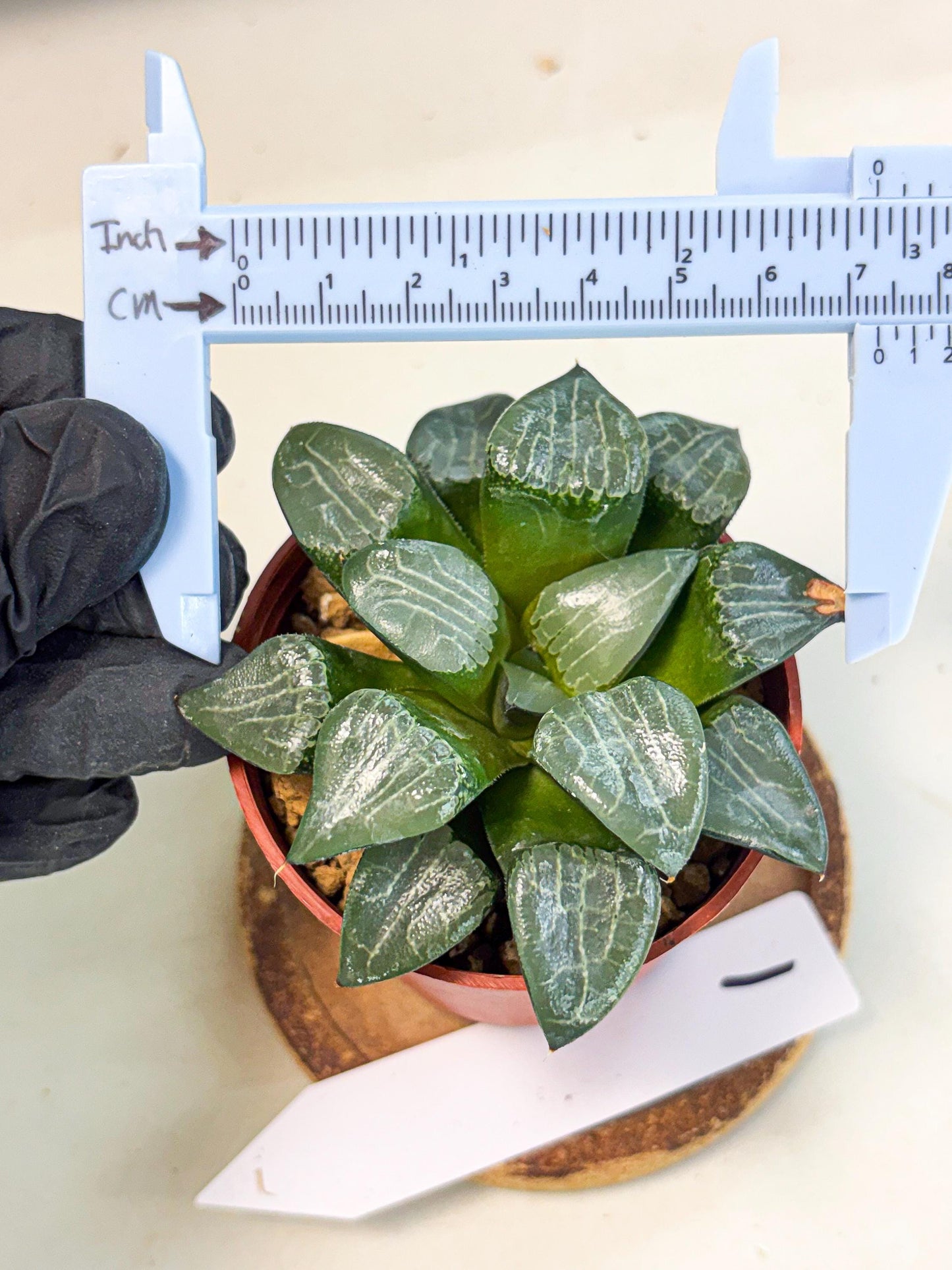 Haworthia Yueying (wa7) (g1) | Rare Import
