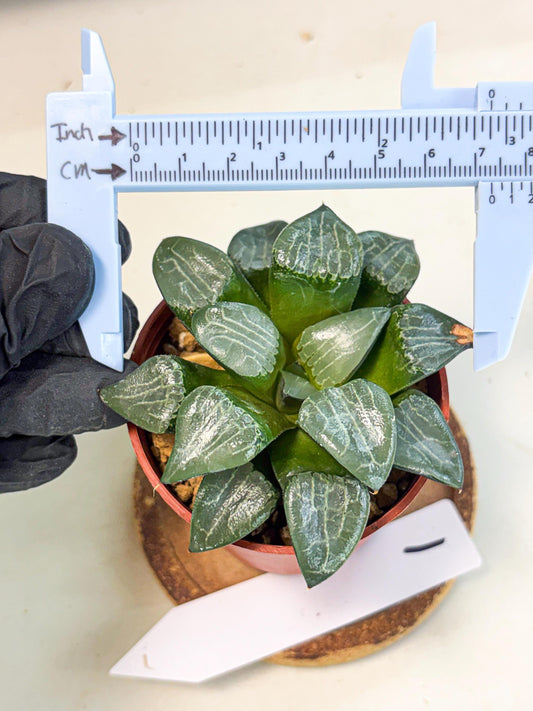 Haworthia Yueying (wa7) (g1) | Rare Import