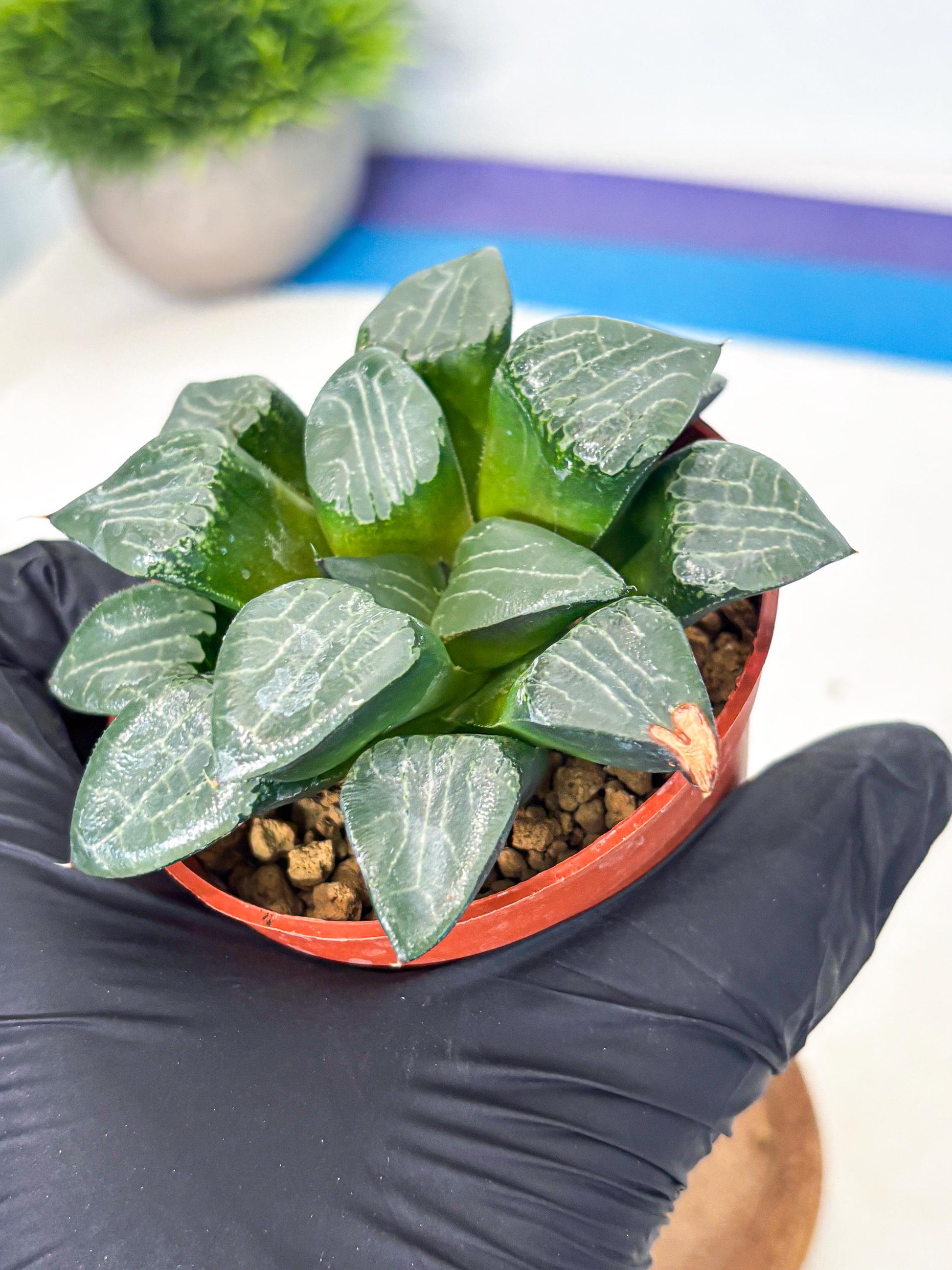 Haworthia Yueying (wa7) (g1) | Rare Import