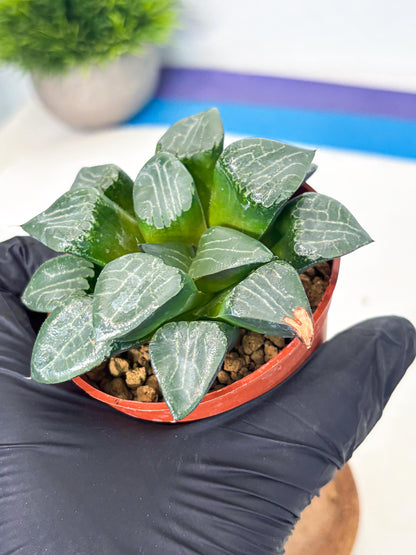 Haworthia Yueying (wa7) (g1) | Rare Import