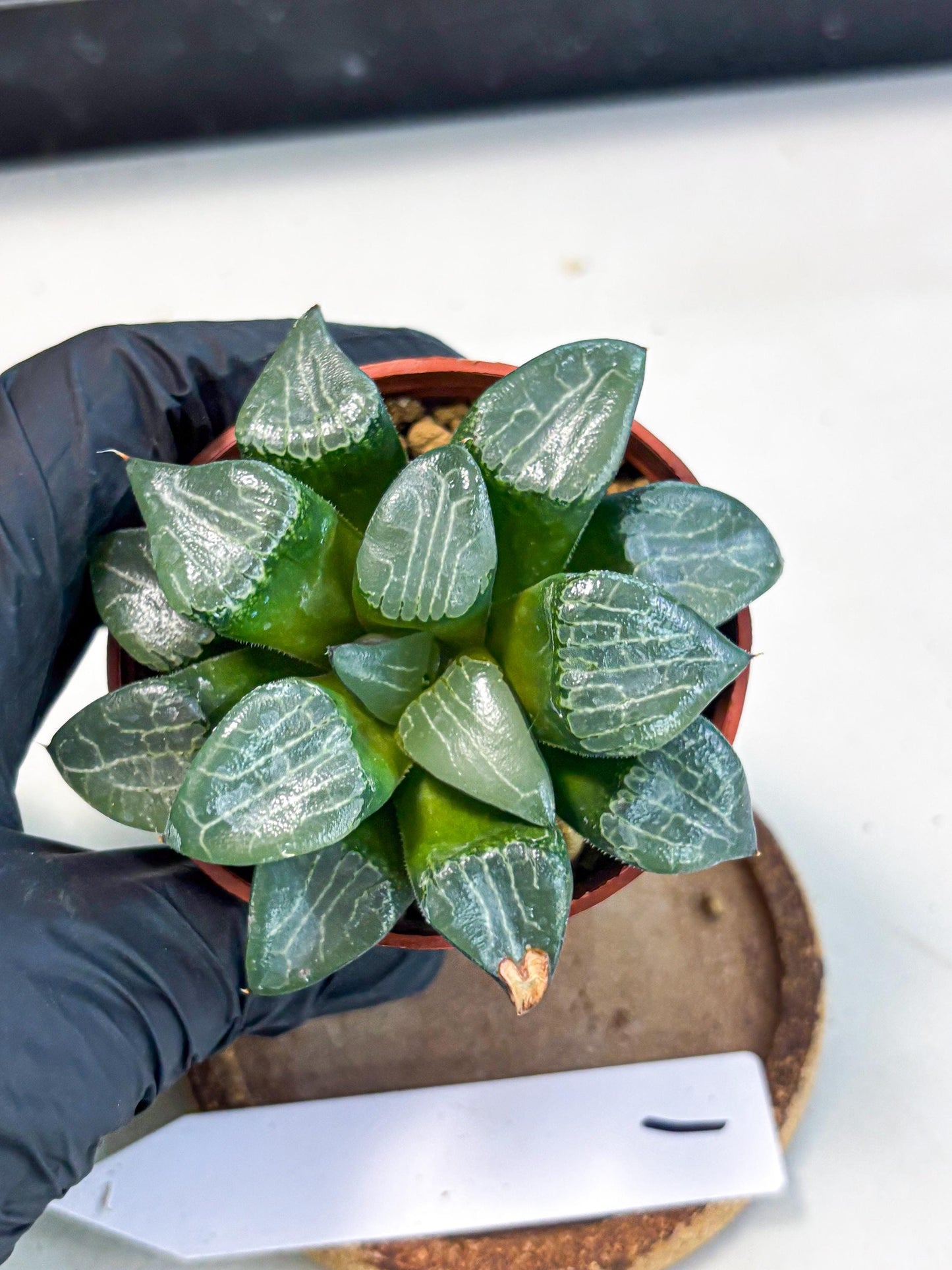 Haworthia Yueying (wa7) (g1) | Rare Import