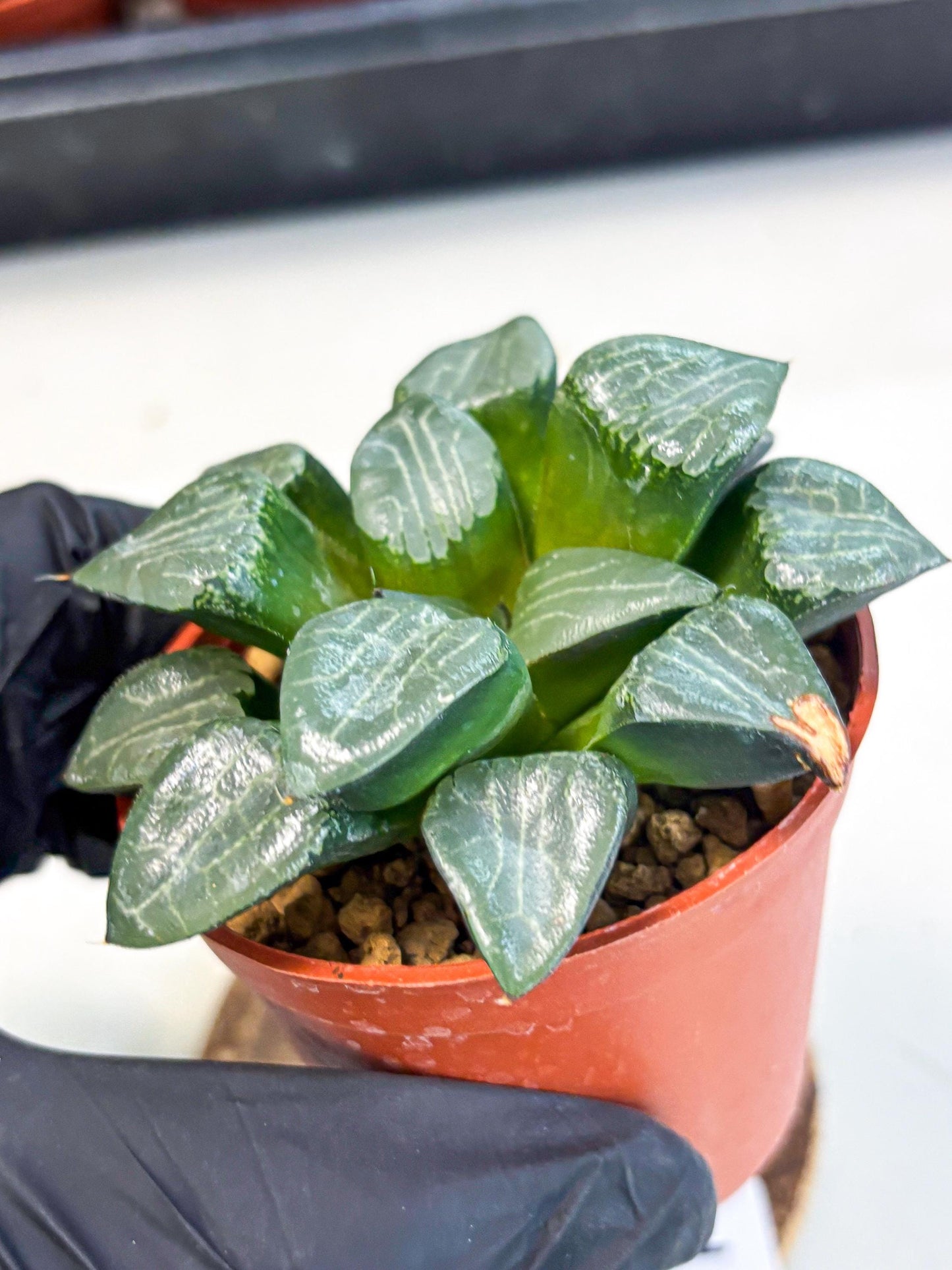 Haworthia Yueying (wa7) (g1) | Rare Import