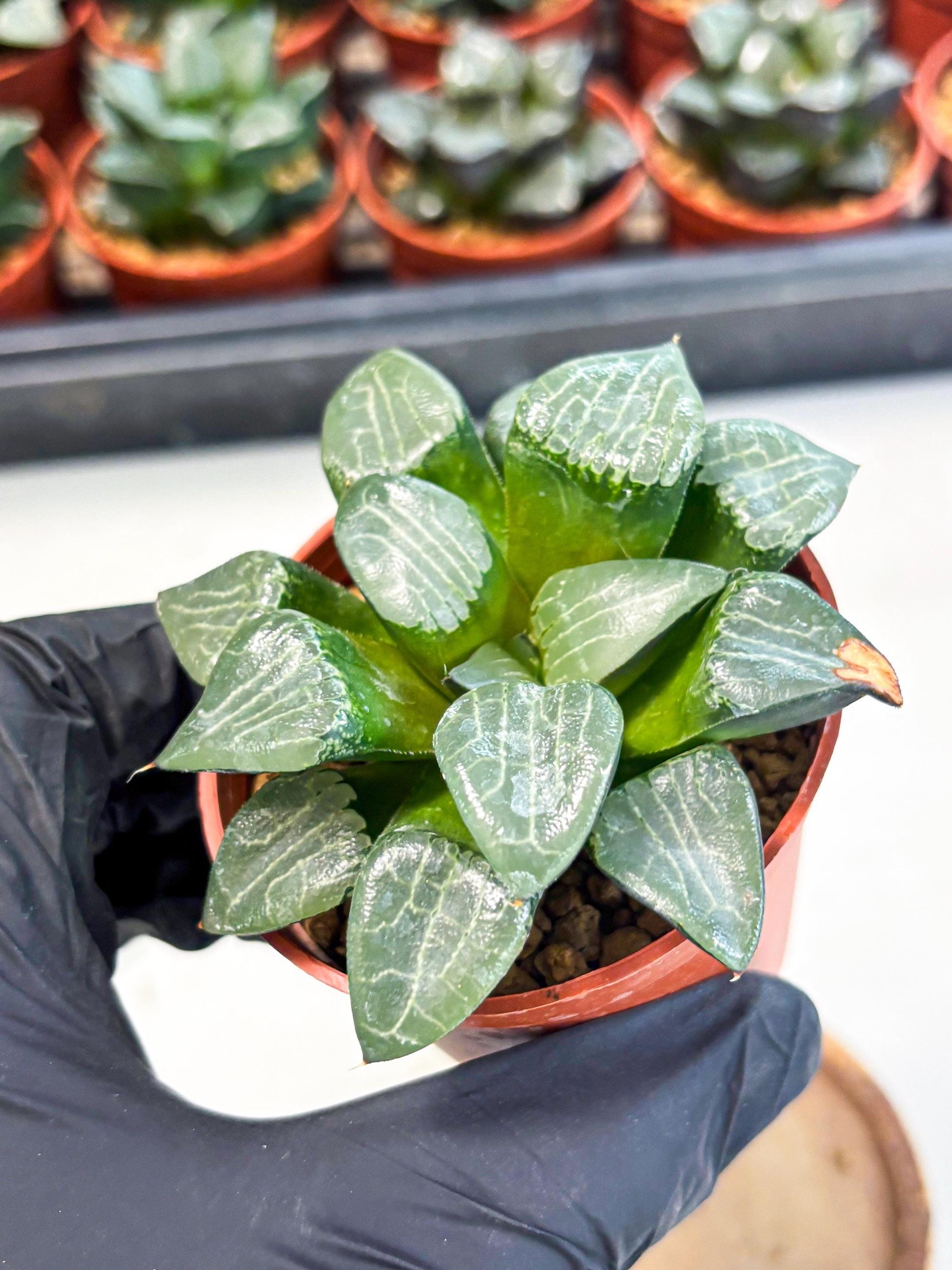 Haworthia Yueying (wa7) (g1) | Rare Import