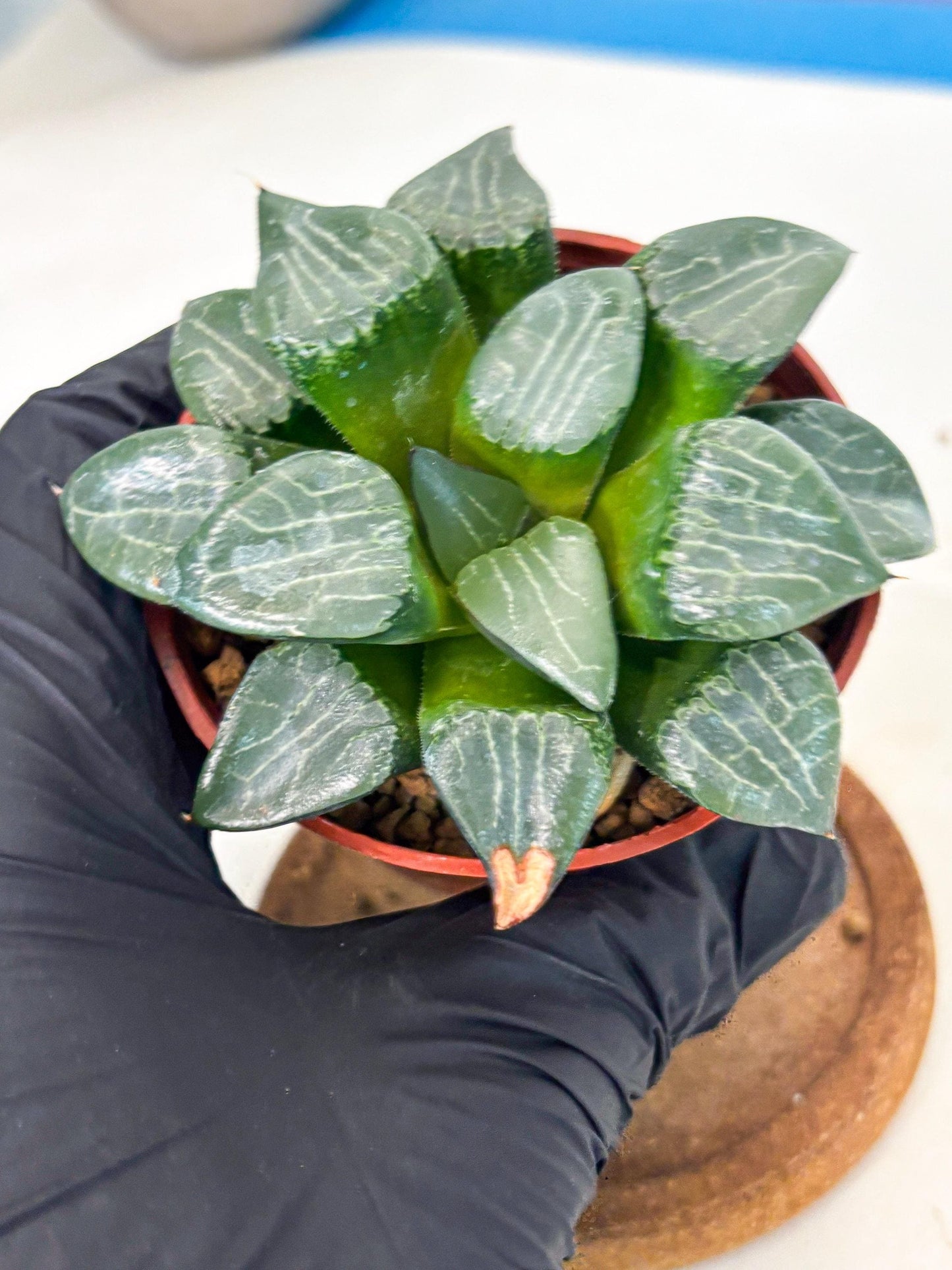 Haworthia Yueying (wa7) (g1) | Rare Import