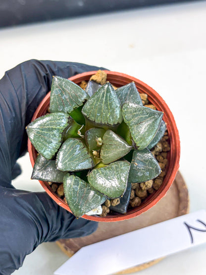 Haworthia Riyuentan (wa7) (g2) | Rare Import
