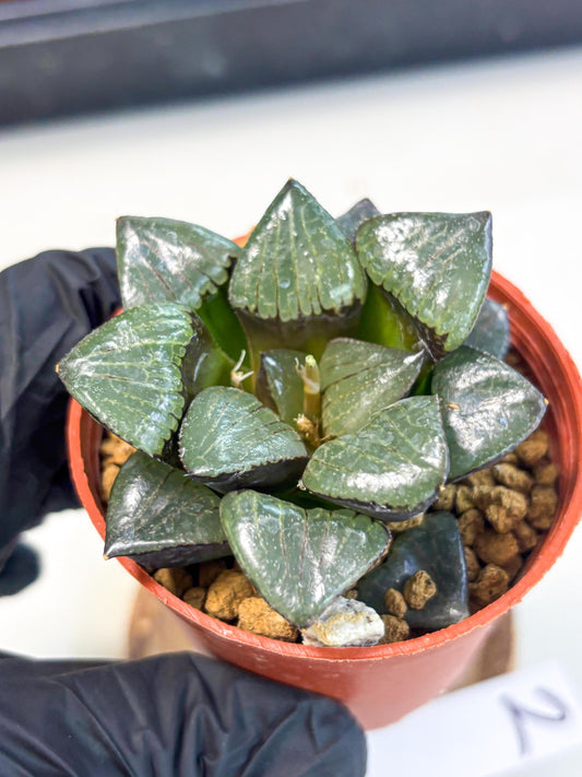 Haworthia Riyuentan (wa7) (g2) | Rare Import