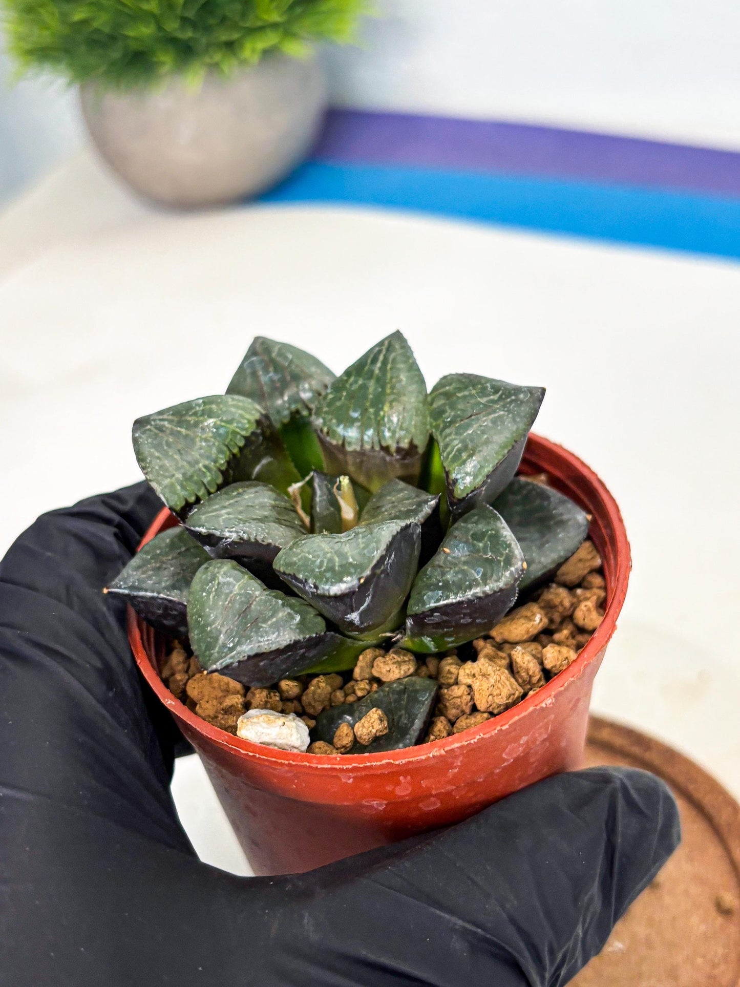 Haworthia Riyuentan (wa7) (g2) | Rare Import