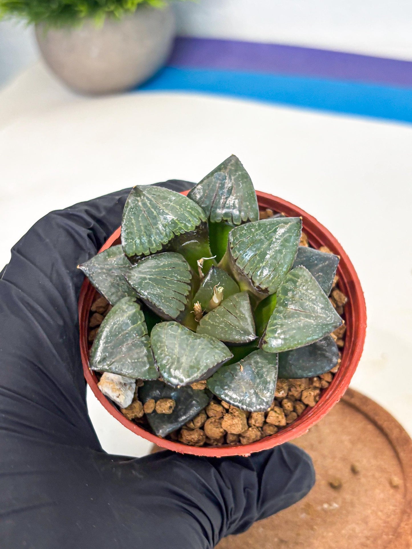 Haworthia Riyuentan (wa7) (g2) | Rare Import