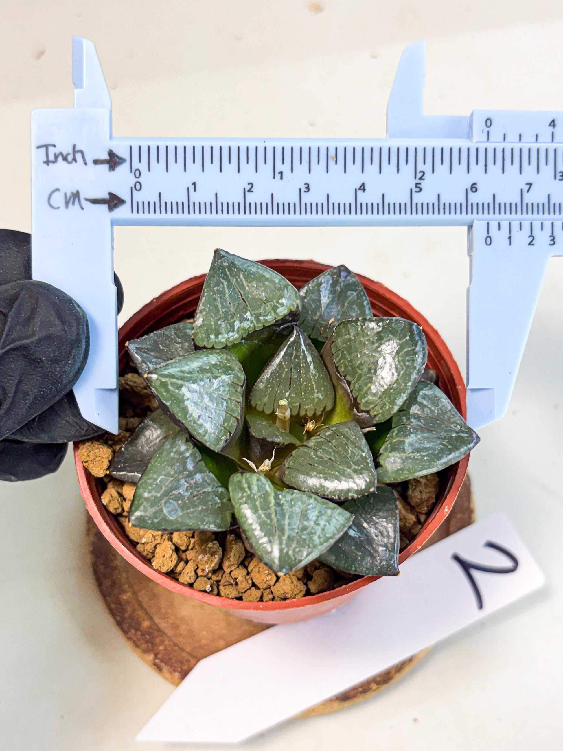 Haworthia Riyuentan (wa7) (g2) | Rare Import