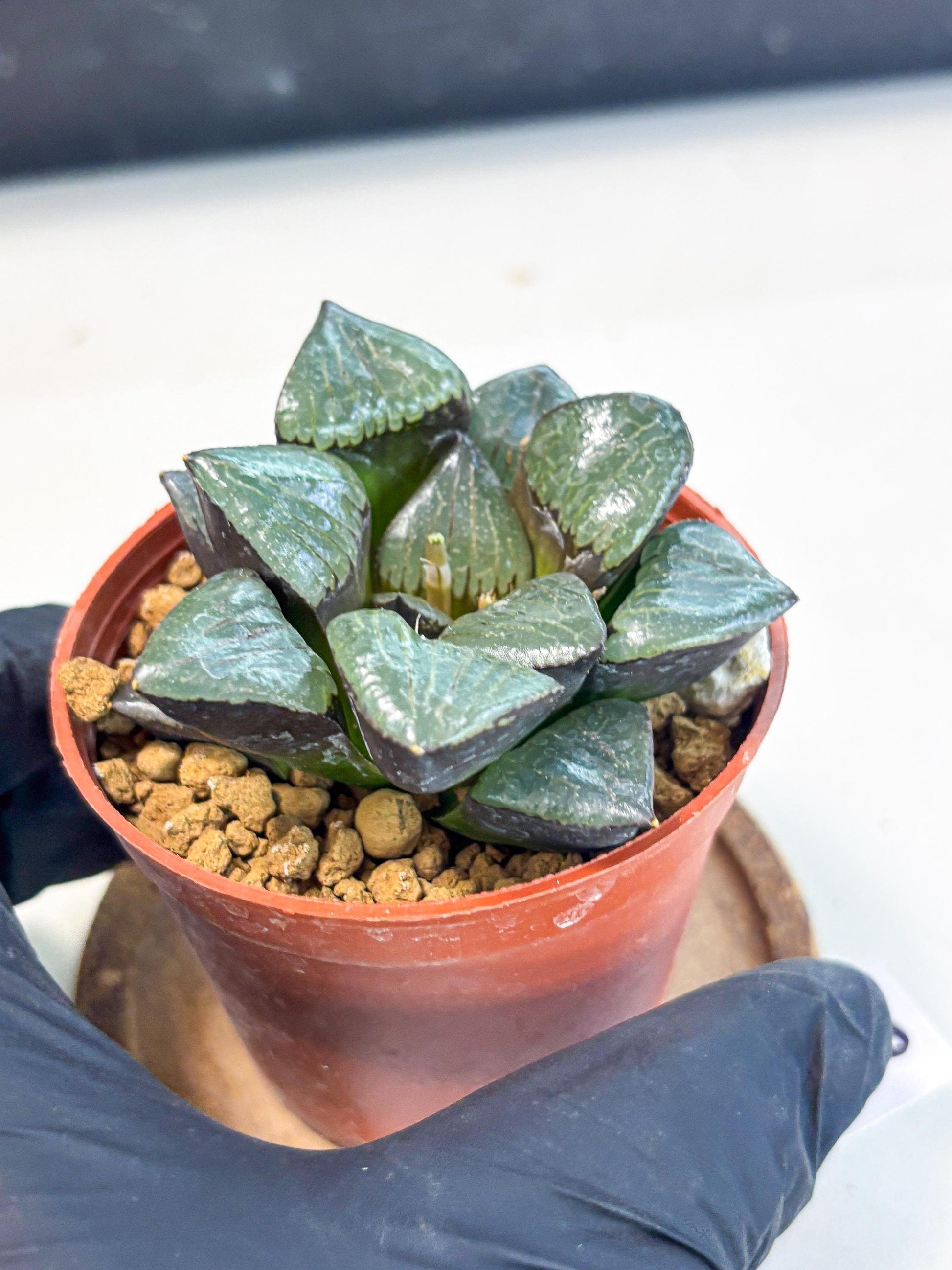 Haworthia Riyuentan (wa7) (g2) | Rare Import
