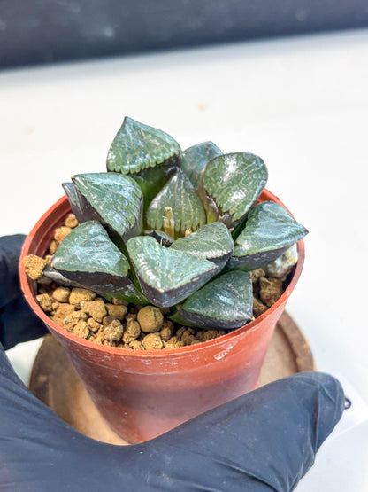 Haworthia Riyuentan (wa7) (g2) | Rare Import