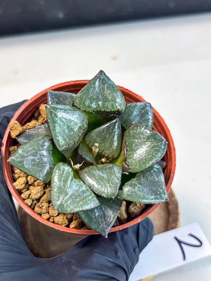 Haworthia Riyuentan (wa7) (g2) | Rare Import