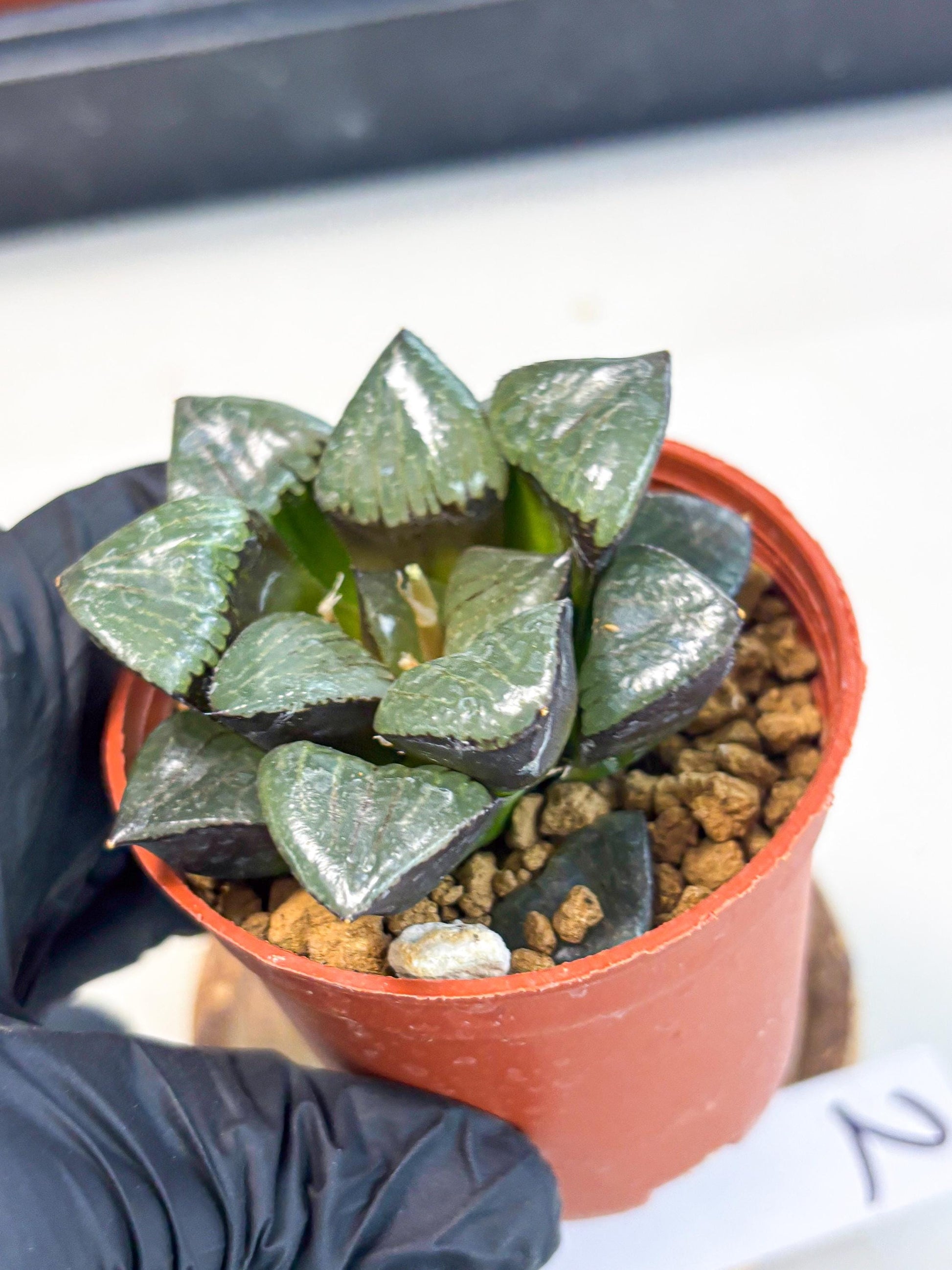 Haworthia Riyuentan (wa7) (g2) | Rare Import