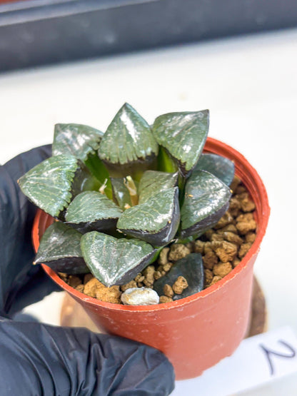 Haworthia Riyuentan (wa7) (g2) | Rare Import