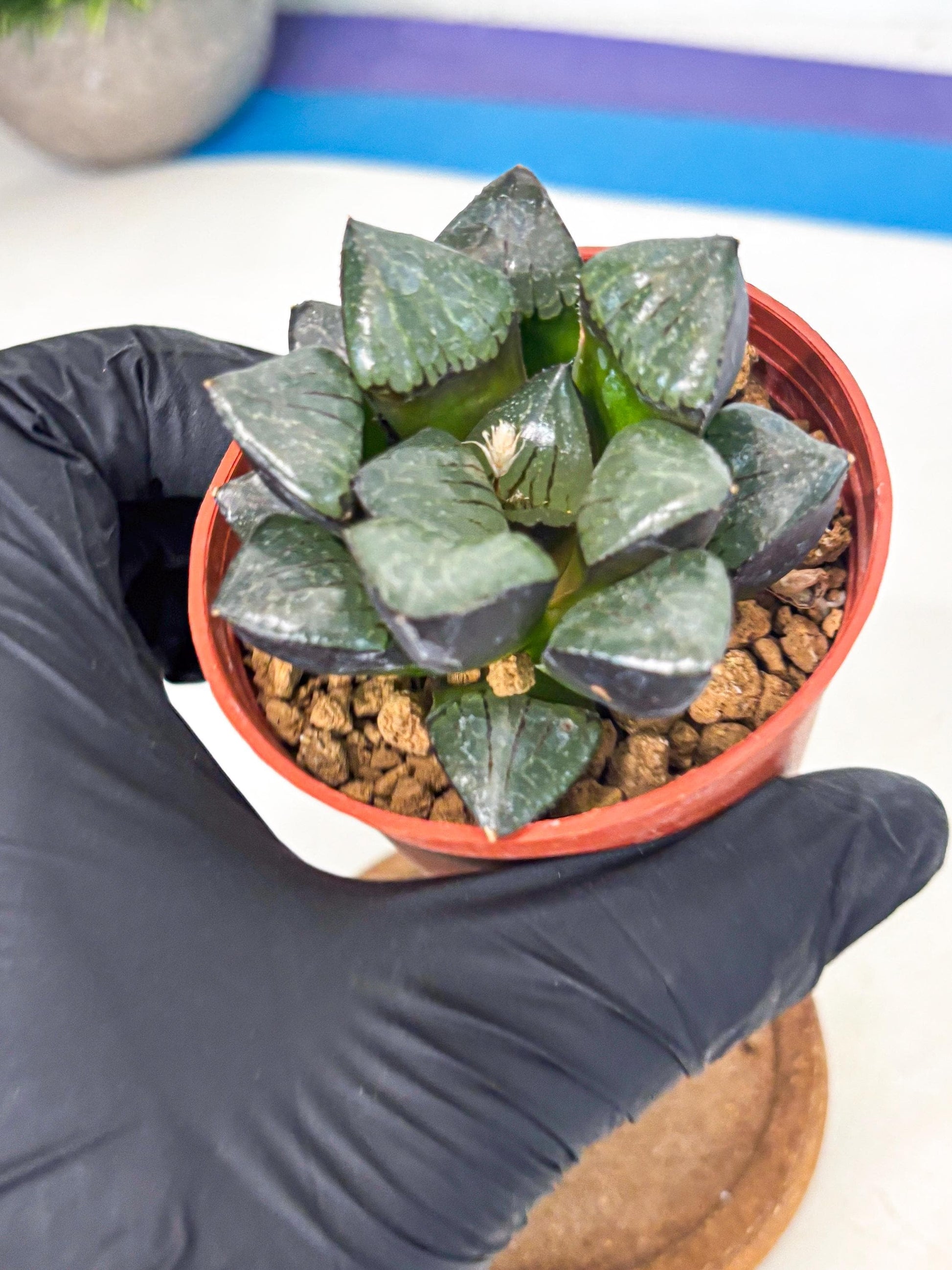 Haworthia Riyuentan (wa7) (g3) | Rare Import