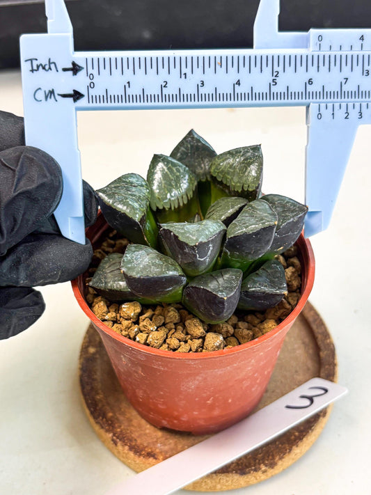 Haworthia Riyuentan (wa7) (g3) | Rare Import