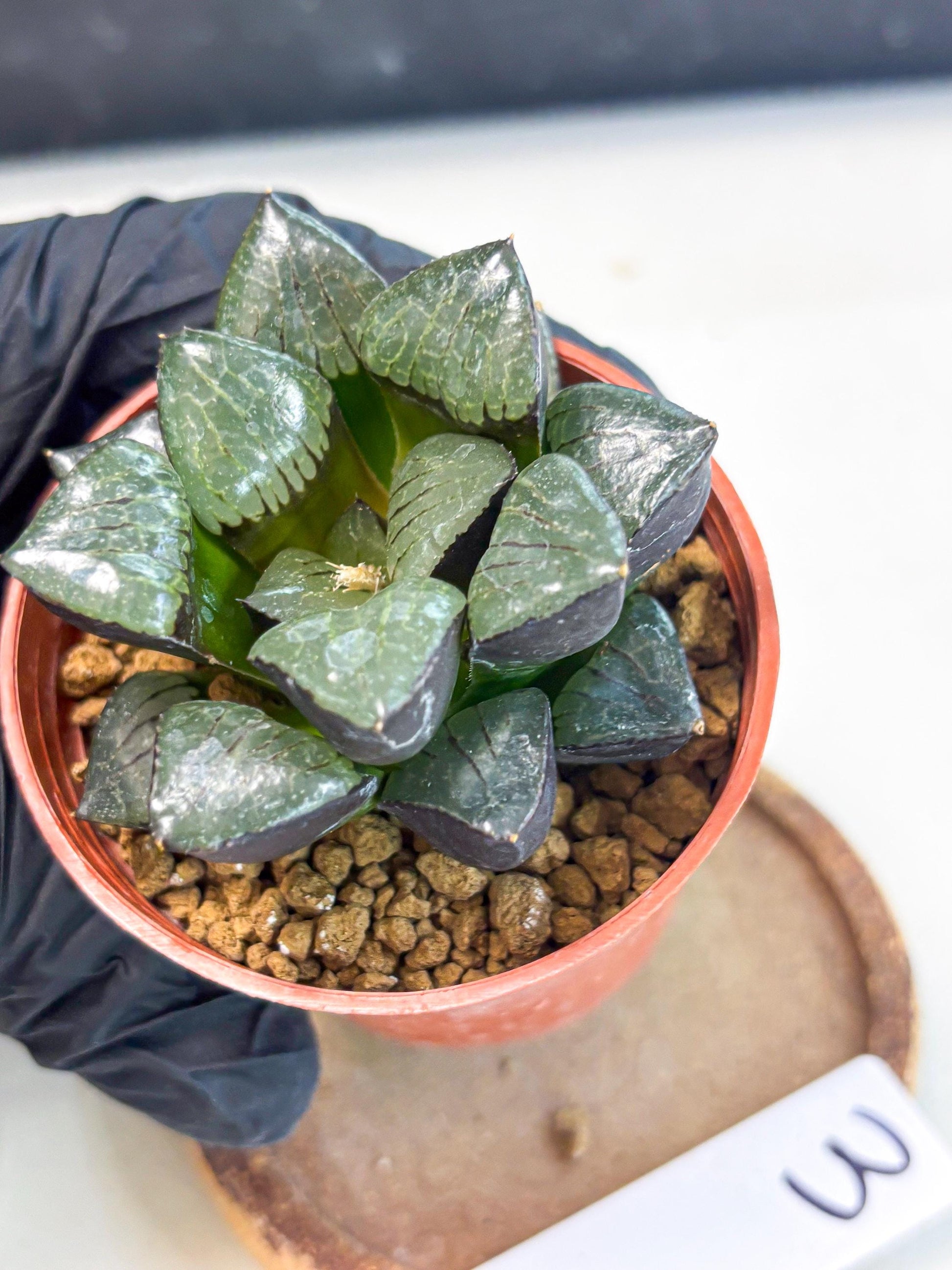 Haworthia Riyuentan (wa7) (g3) | Rare Import