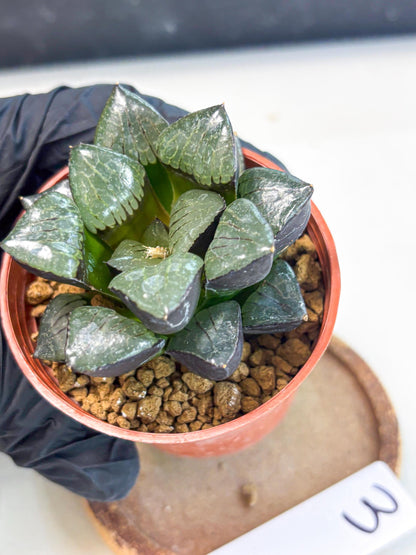 Haworthia Riyuentan (wa7) (g3) | Rare Import