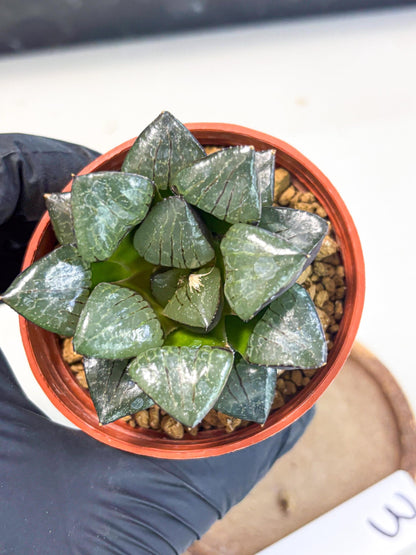 Haworthia Riyuentan (wa7) (g3) | Rare Import