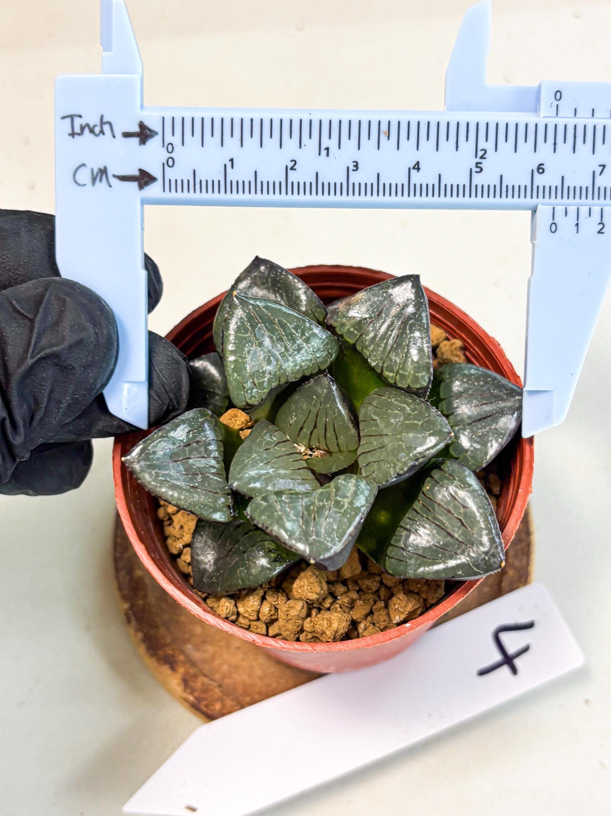Haworthia Riyuentan (wa7) (g4) | Rare Import
