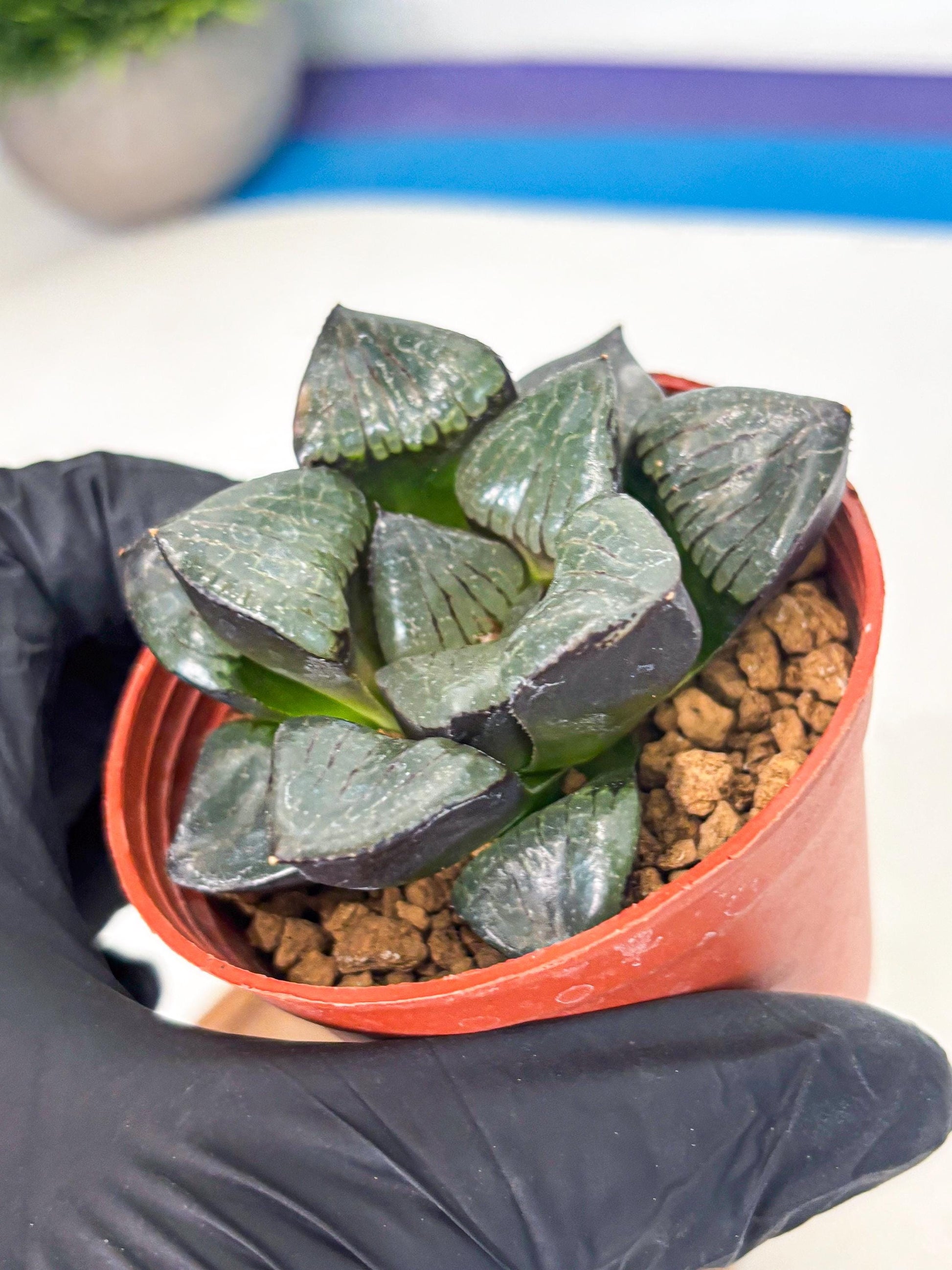 Haworthia Riyuentan (wa7) (g4) | Rare Import