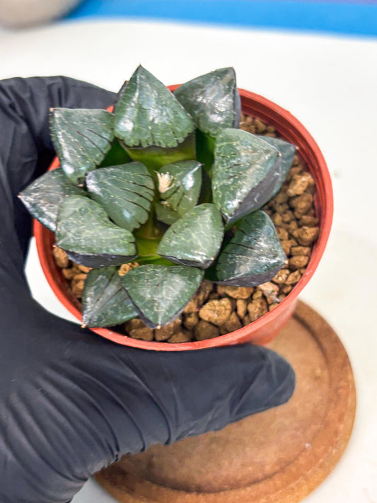 Haworthia Riyuentan (wa7) (g3) | Rare Import