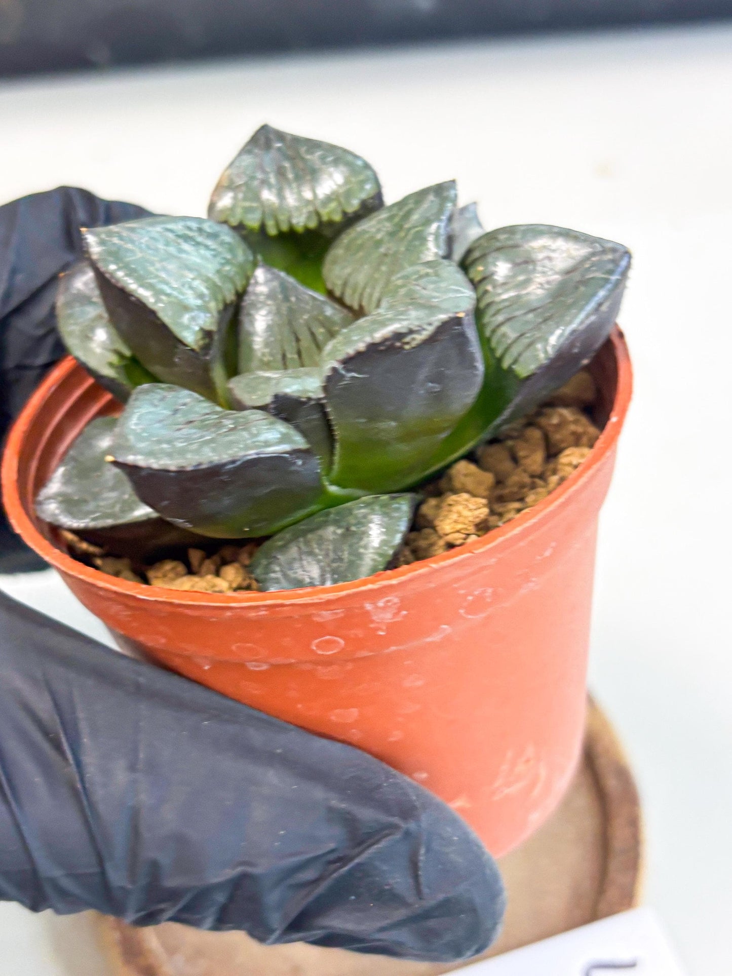 Haworthia Riyuentan (wa7) (g4) | Rare Import