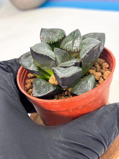 Haworthia Riyuentan (wa7) (g4) | Rare Import