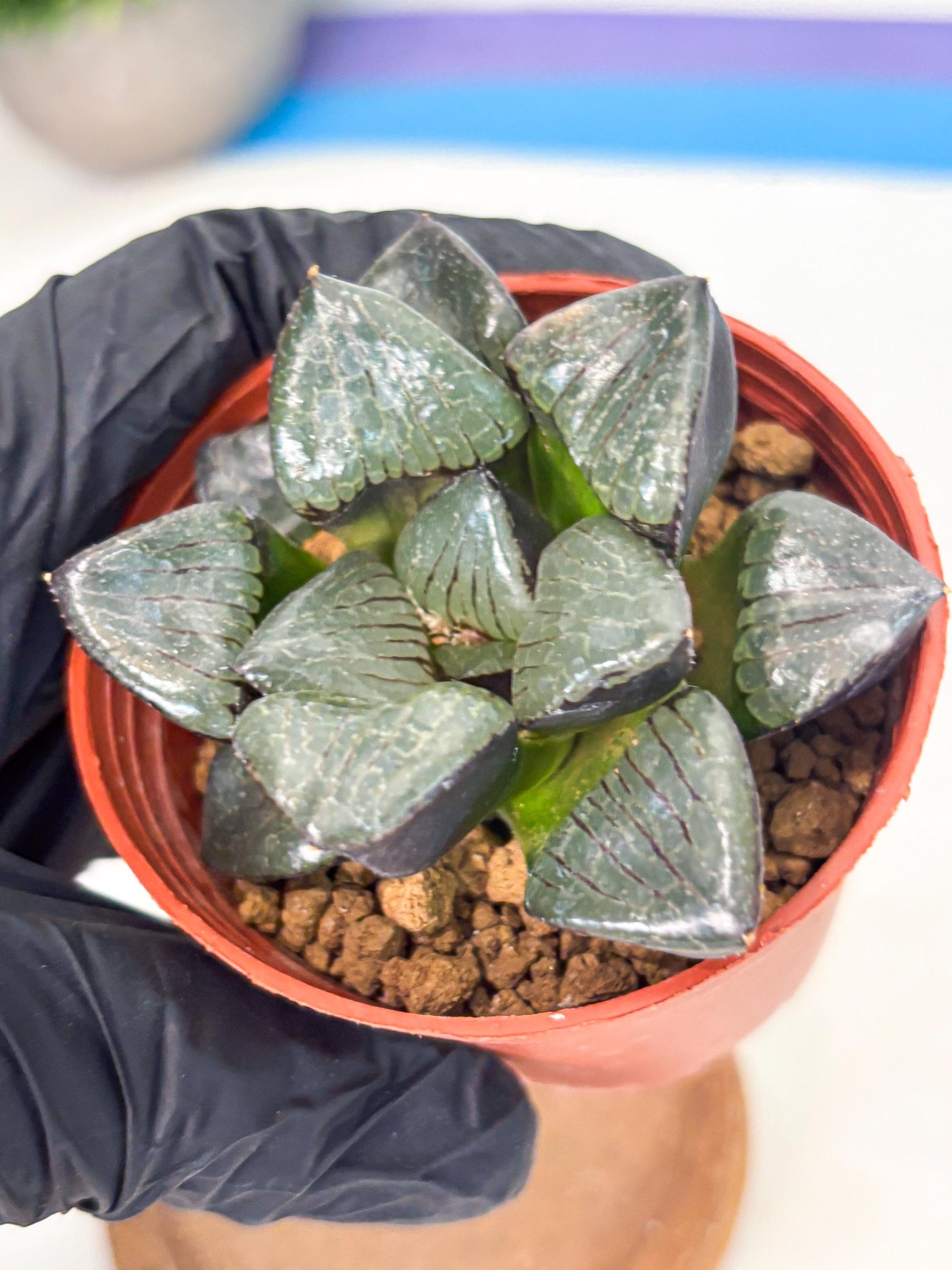 Haworthia Riyuentan (wa7) (g4) | Rare Import