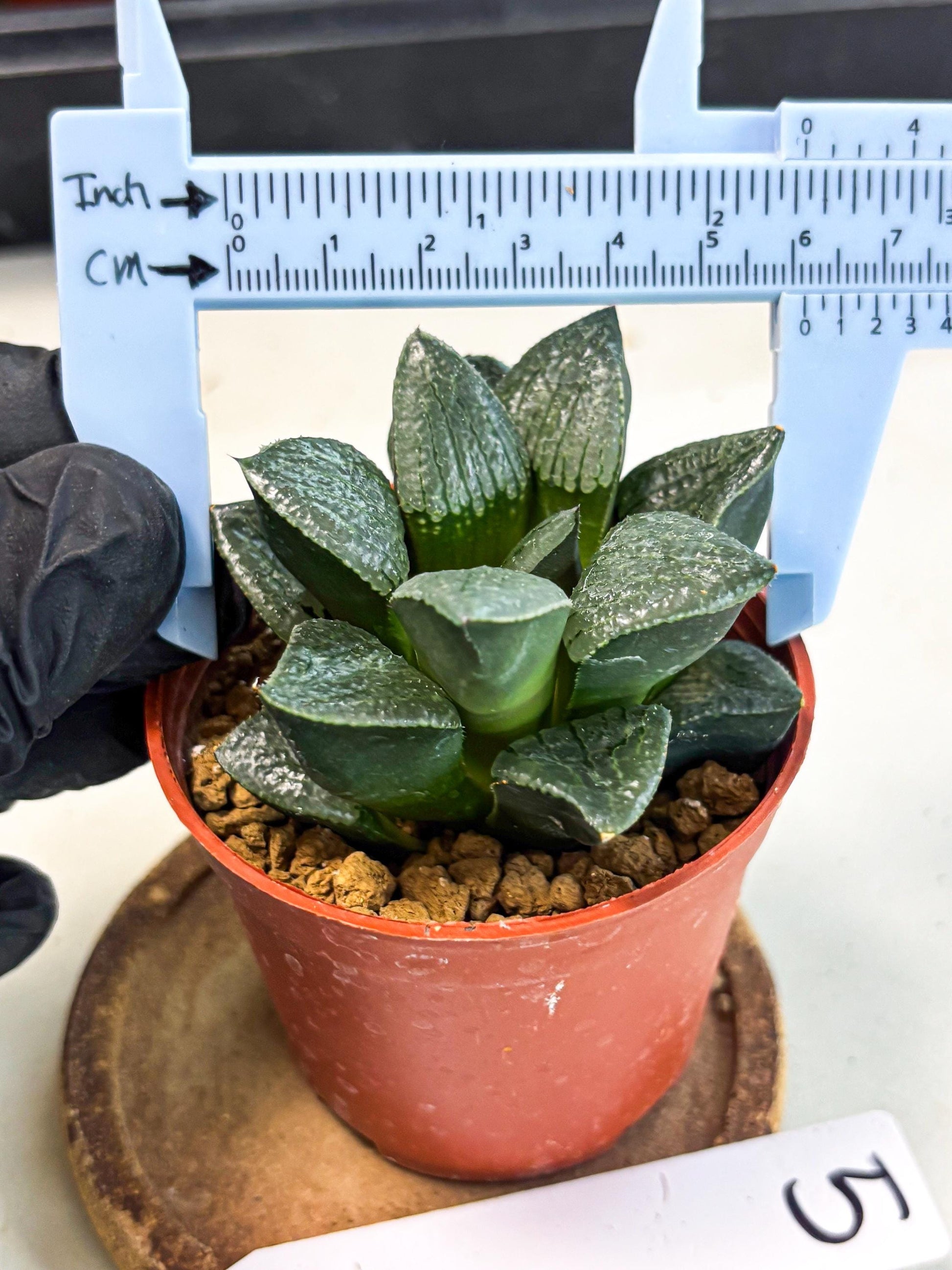 Haworthia Xianggua Dao (wa7) (g5) | Rare Import