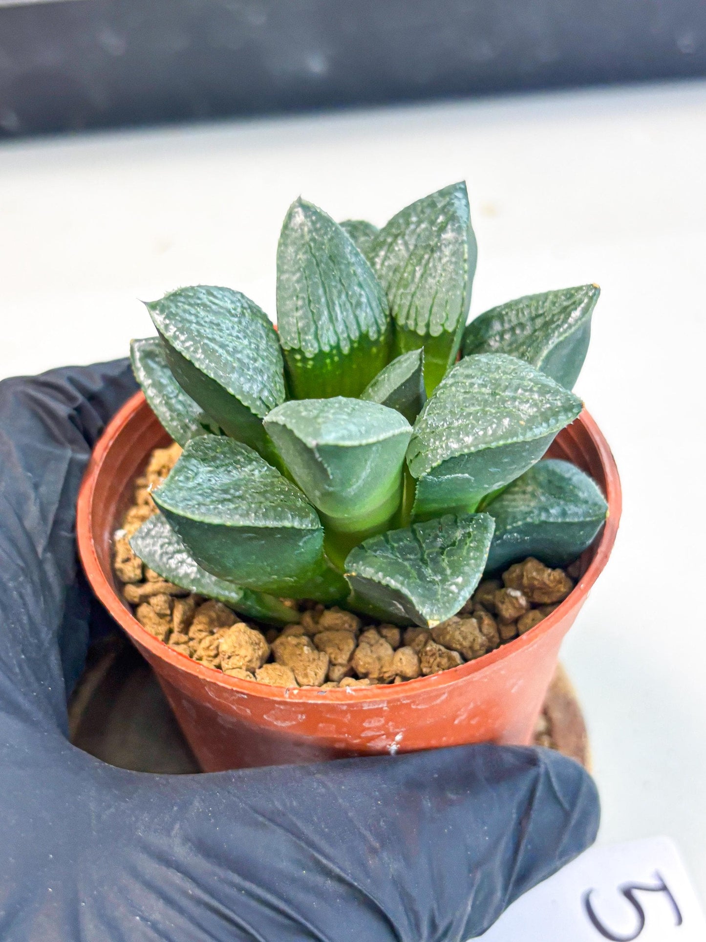 Haworthia Xianggua Dao (wa7) (g5) | Rare Import