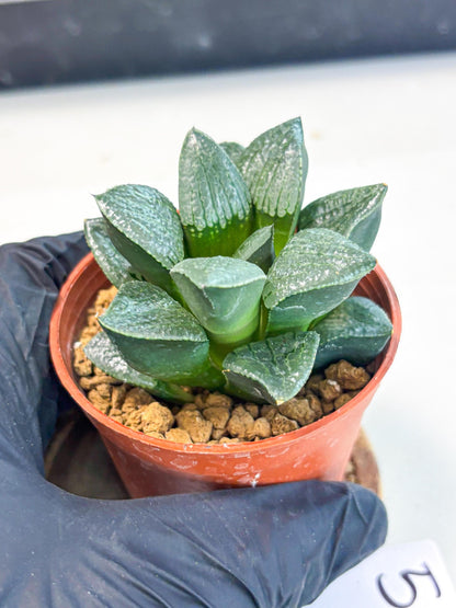 Haworthia Xianggua Dao (wa7) (g5) | Rare Import