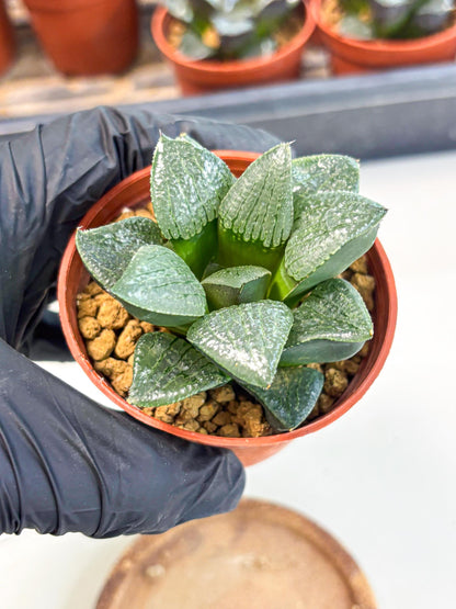 Haworthia Xianggua Dao (wa7) (g5) | Rare Import