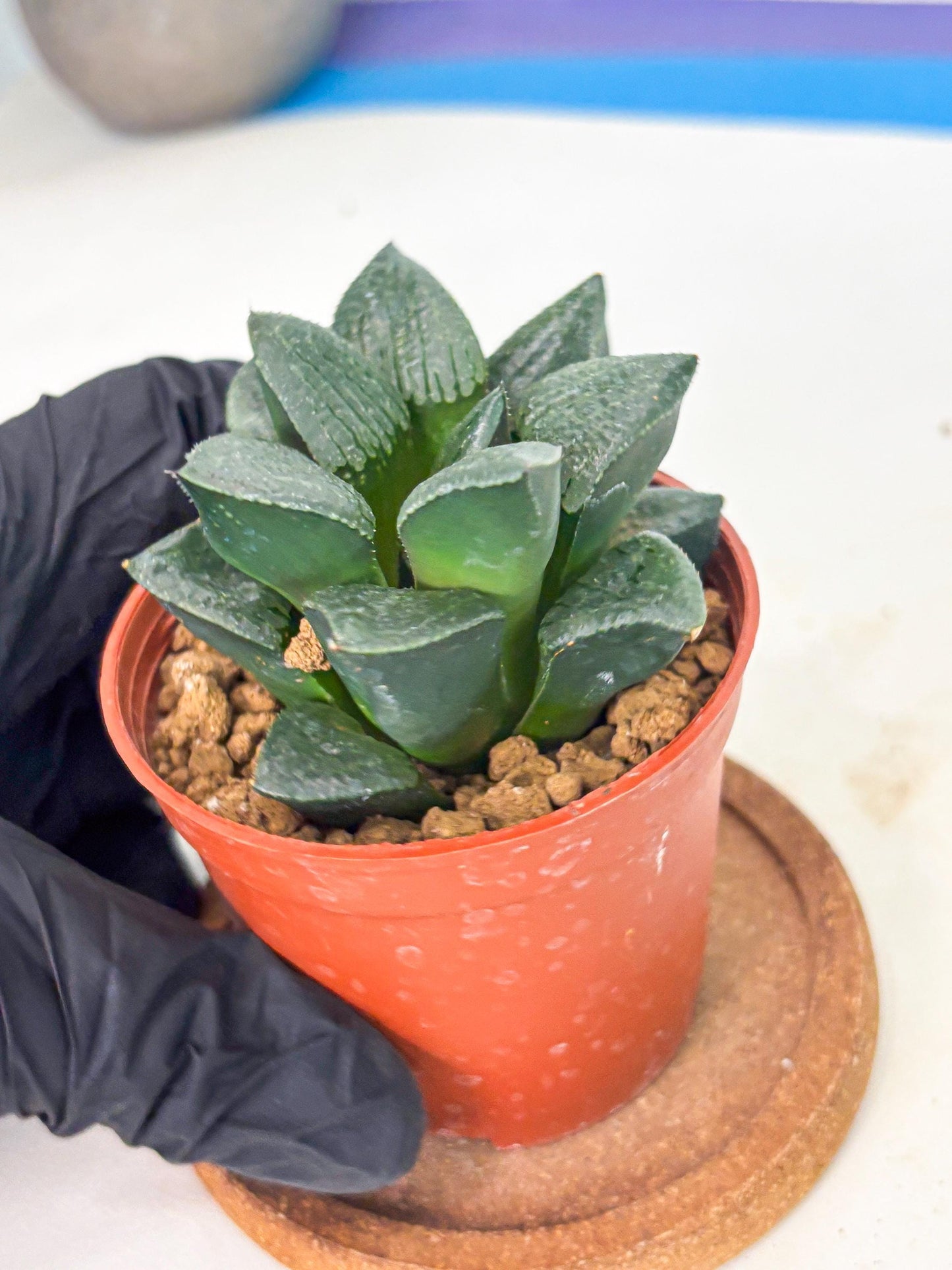 Haworthia Xianggua Dao (wa7) (g5) | Rare Import