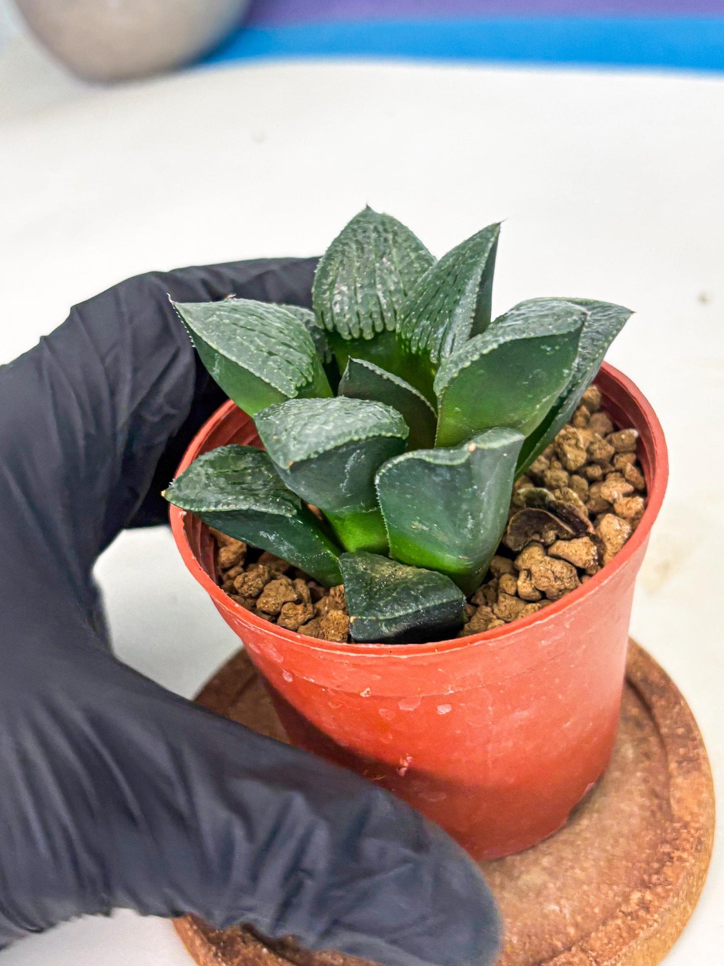 Haworthia Xianggua Dao (wa7) (g5) | Rare Import