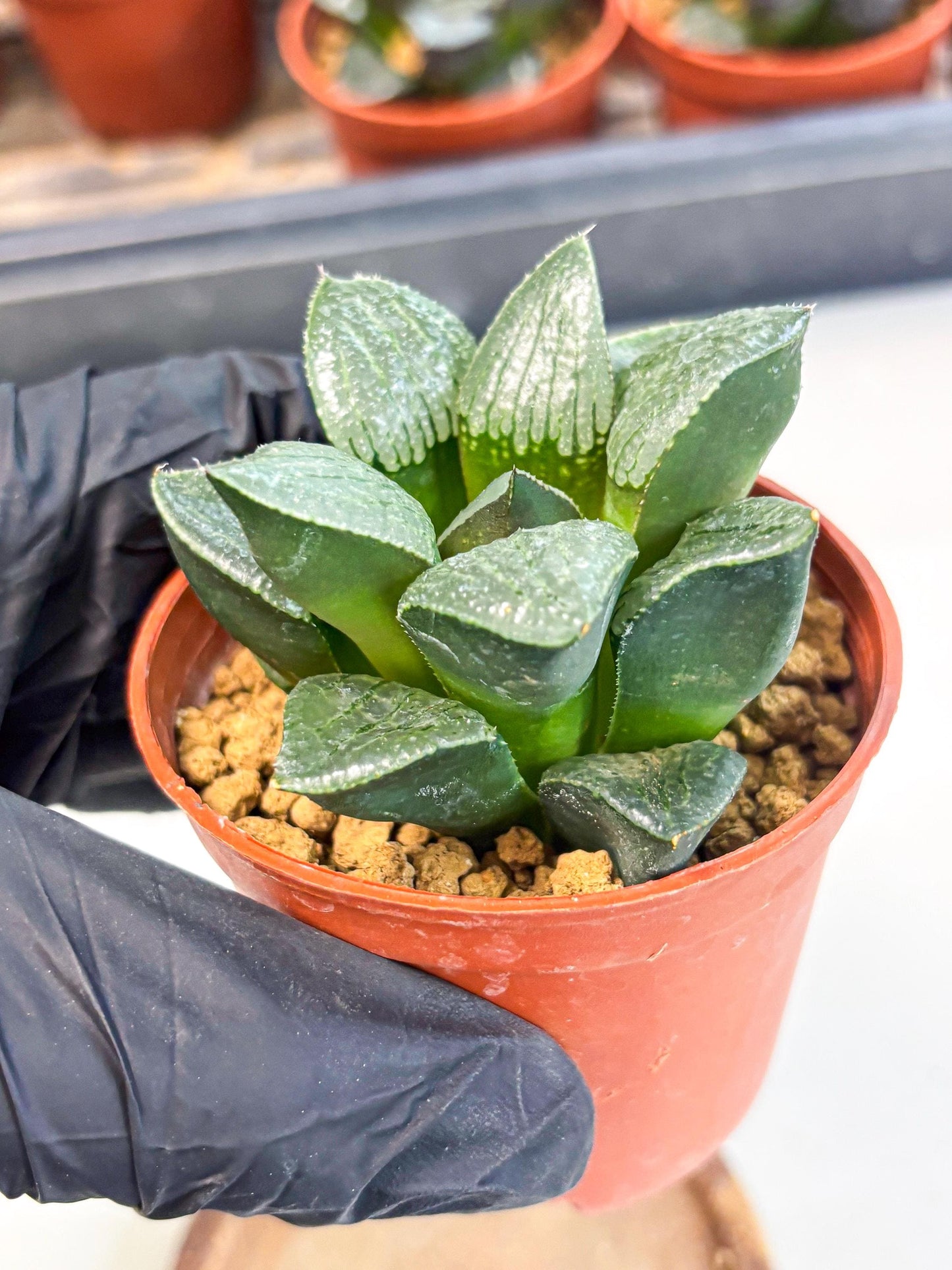 Haworthia Xianggua Dao (wa7) (g5) | Rare Import