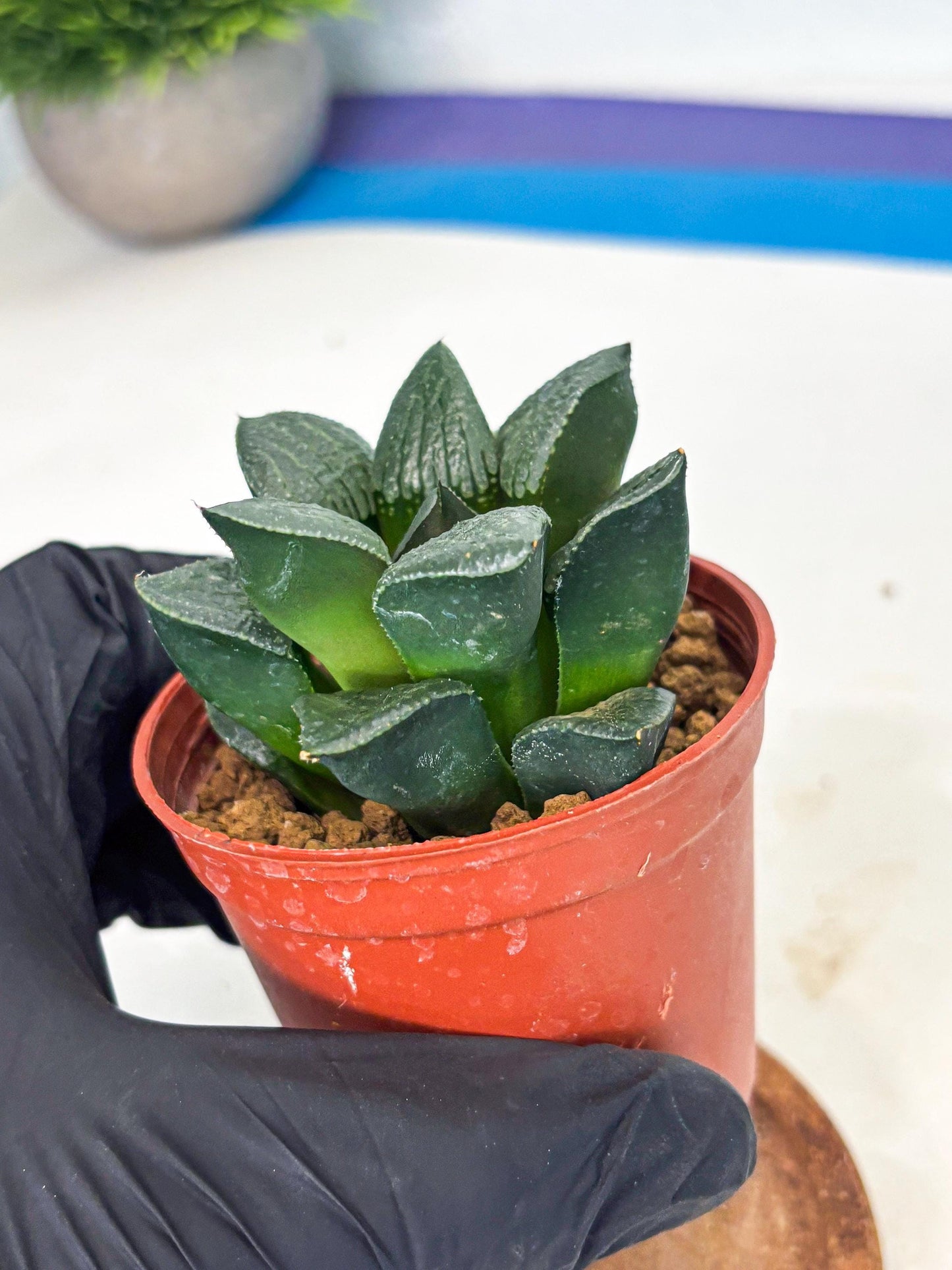Haworthia Xianggua Dao (wa7) (g5) | Rare Import