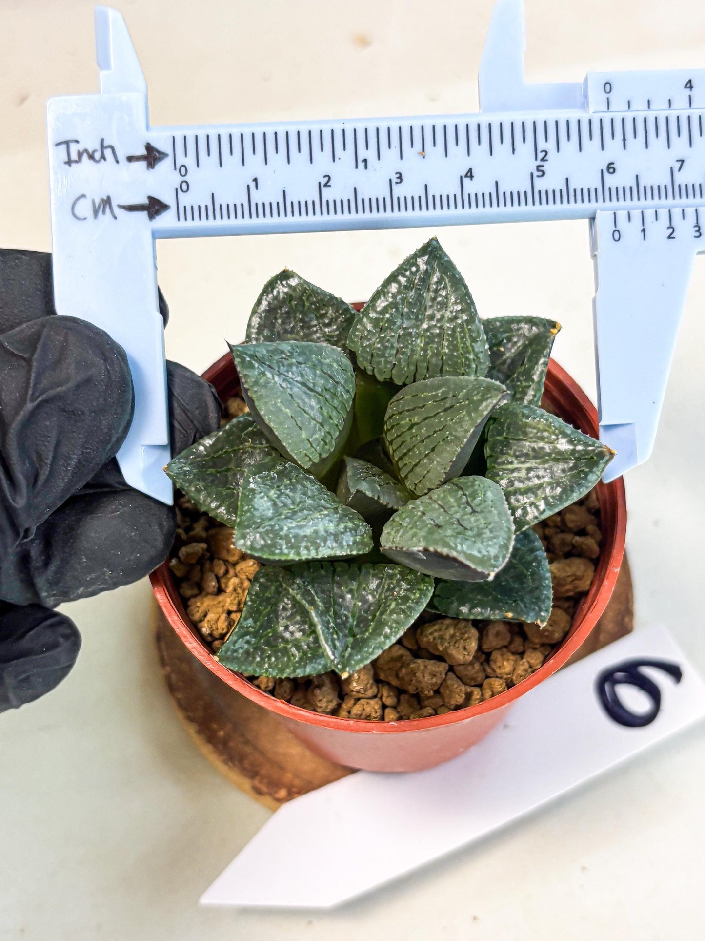 Haworthia Xianggua Dao (wa7) (6g) | Rare Import