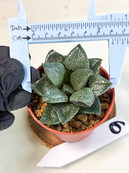 Haworthia Xianggua Dao (wa7) (6g) | Rare Import