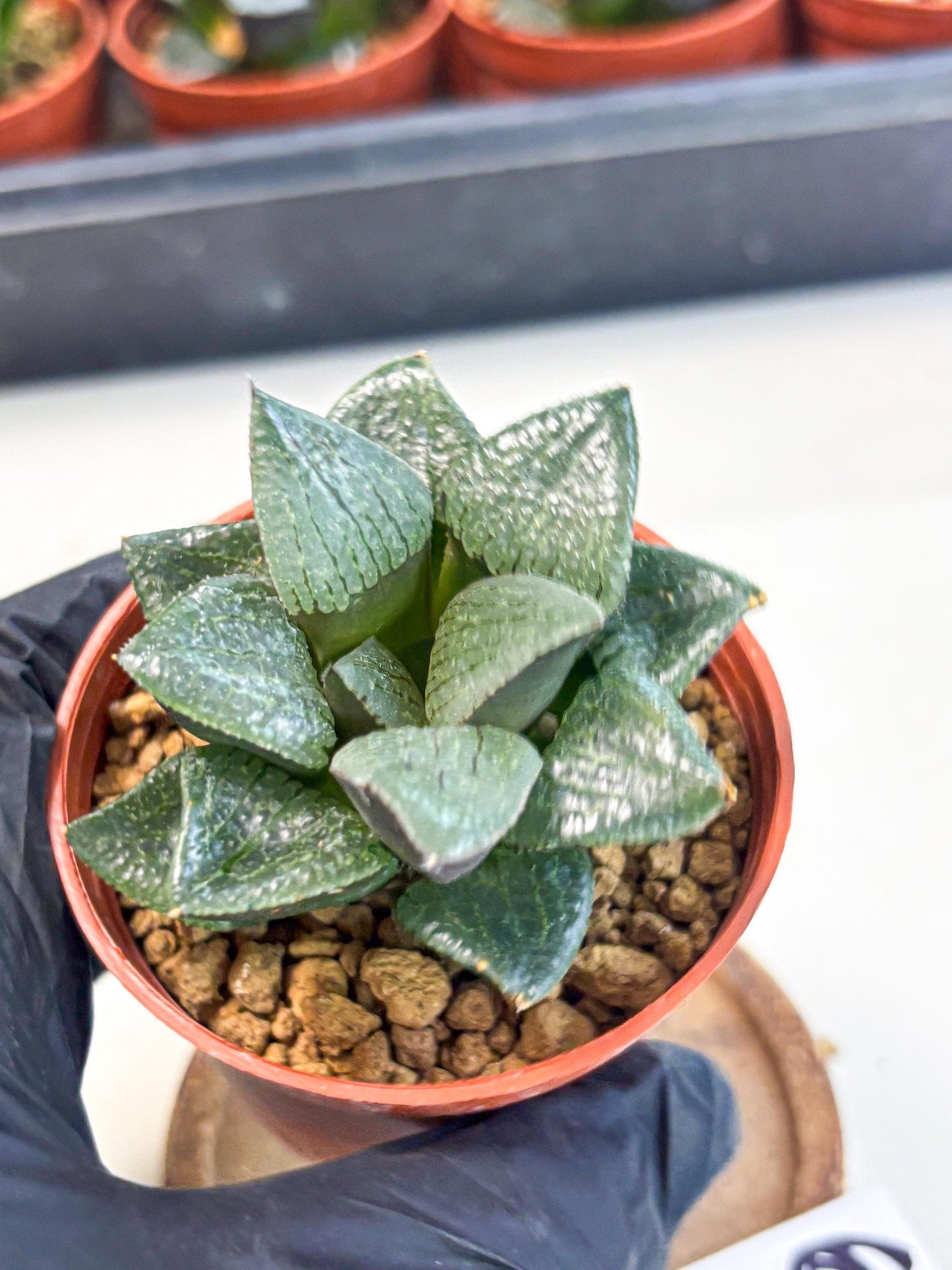 Haworthia Xianggua Dao (wa7) (6g) | Rare Import