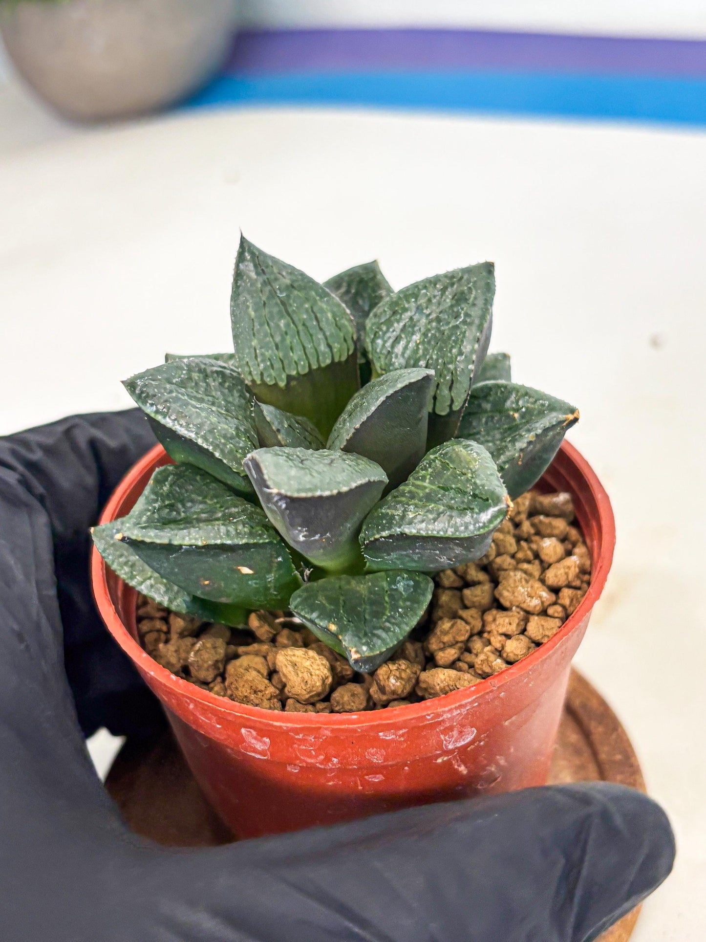 Haworthia Xianggua Dao (wa7) (6g) | Rare Import