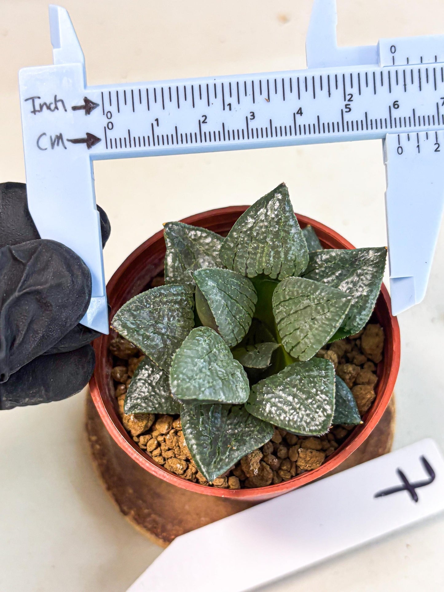 Haworthia Xianggua Dao (wa7) (g7) | Rare Import