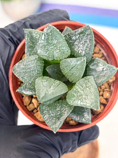 Haworthia Xianggua Dao (wa7) (g7) | Rare Import