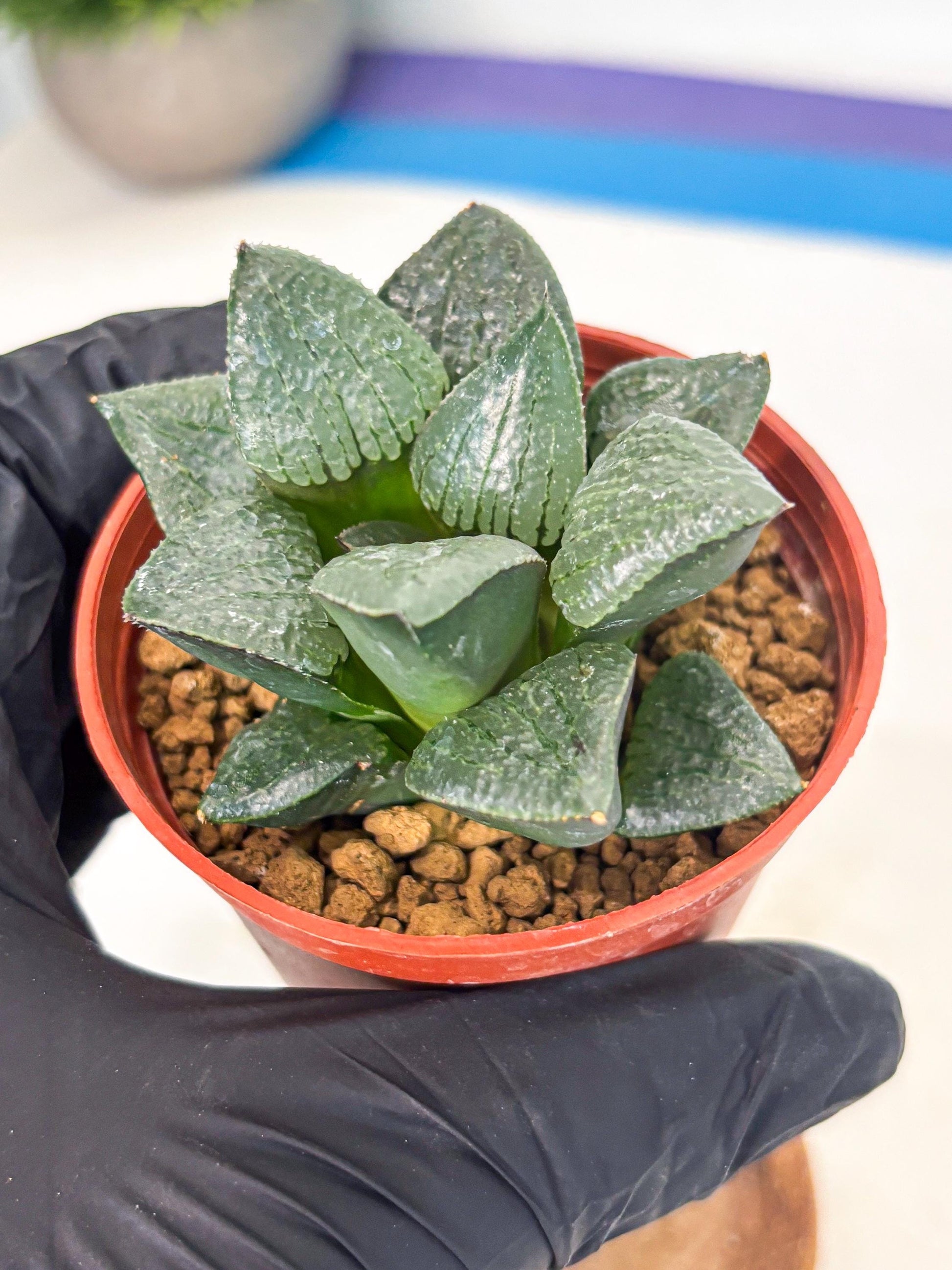 Haworthia Xianggua Dao (wa7) (g7) | Rare Import