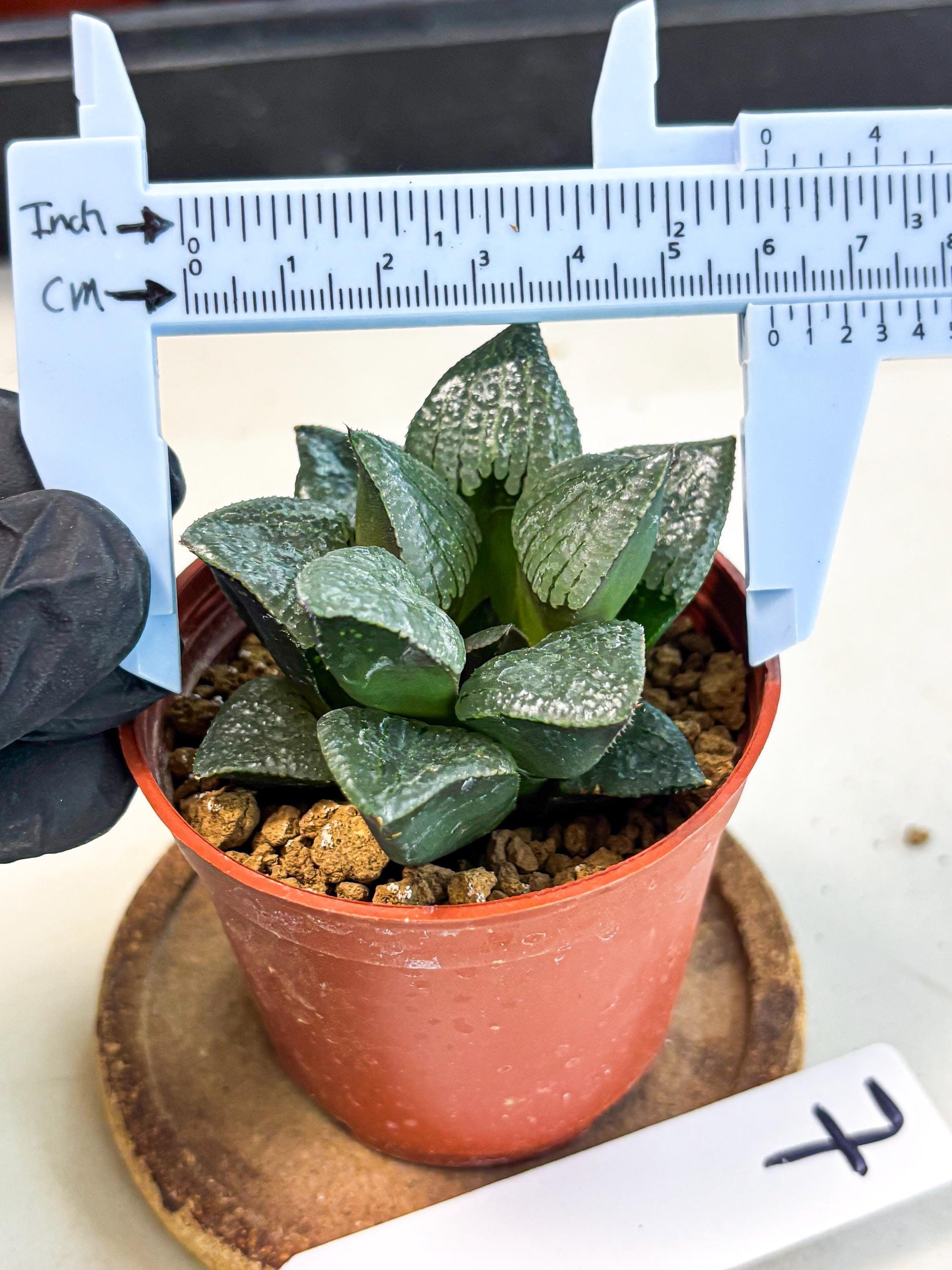 Haworthia Xianggua Dao (wa7) (g7) | Rare Import